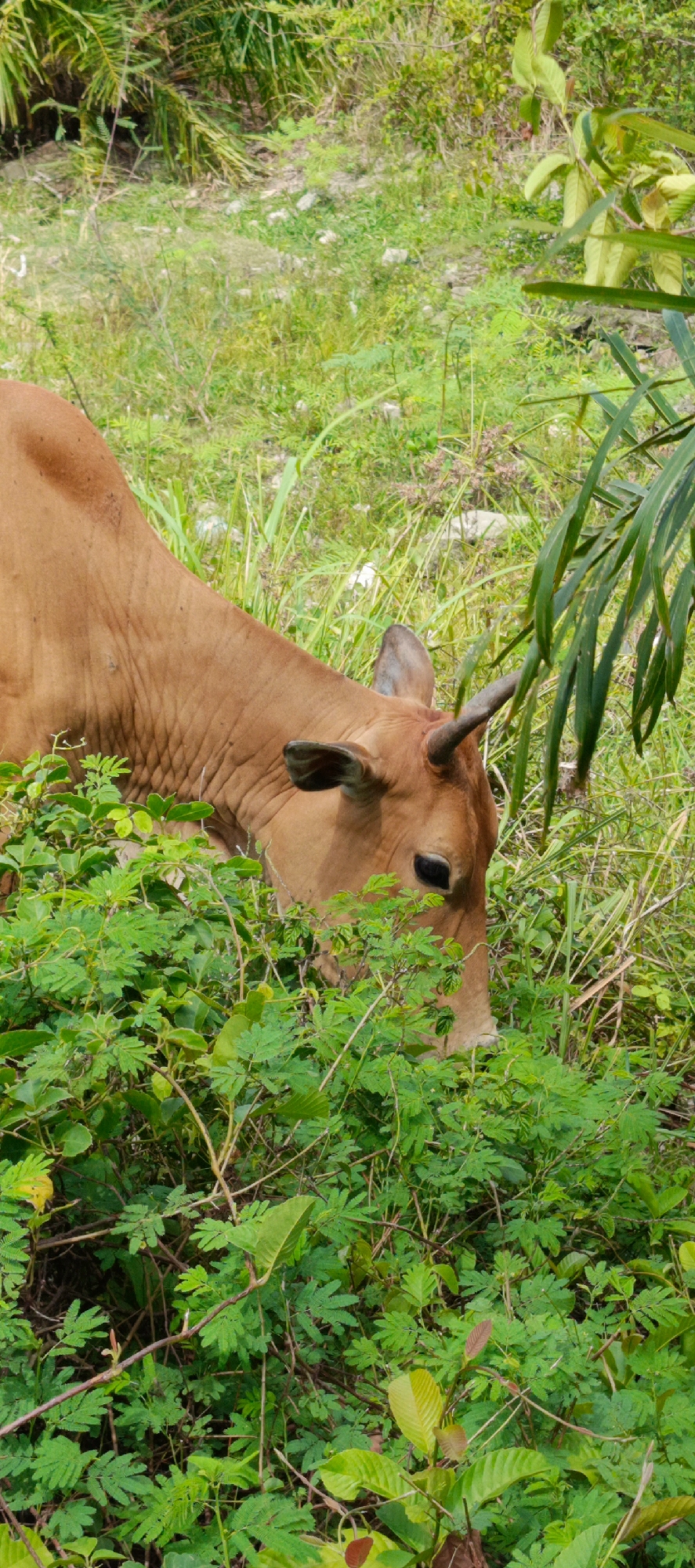 A medium shot captures a light brown cow with small horns grazing in a lush green field. The cow is positioned in the center-left of the frame, facing downwards towards the vegetation. Its head and part of its neck are visible, with its eye open and focused on the grass. The background consists of dense green foliage, including tall grasses, leafy bushes, and palm fronds. Some scattered rocks are visible in the distance. The lighting suggests it is daytime. This scene is consistent with rural agricultural areas, such as those found in Geundring, Indonesia, where livestock grazing is common.