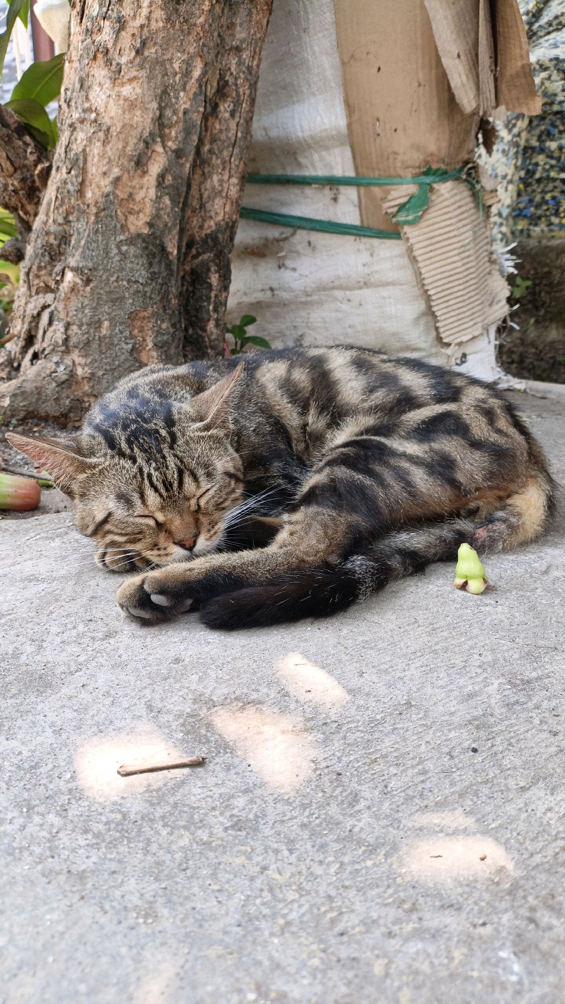 In Cikal, Indonesia, a brown and black tabby cat is sleeping curled up on a concrete surface near the base of a tree. The cat is lying on its side with its eyes closed and its head resting on its paws. The concrete is textured and appears to be outdoors, with some dappled sunlight falling on it. To the left of the cat, there is a red and green fruit. To the right of the cat, there is a small, green object that appears to be a flower or a small fruit. Behind the cat, there is a tree trunk with rough bark and some greenery. Further in the background, there is a white tarp secured with green cord and some cardboard. A small brown twig lies on the concrete in the foreground.