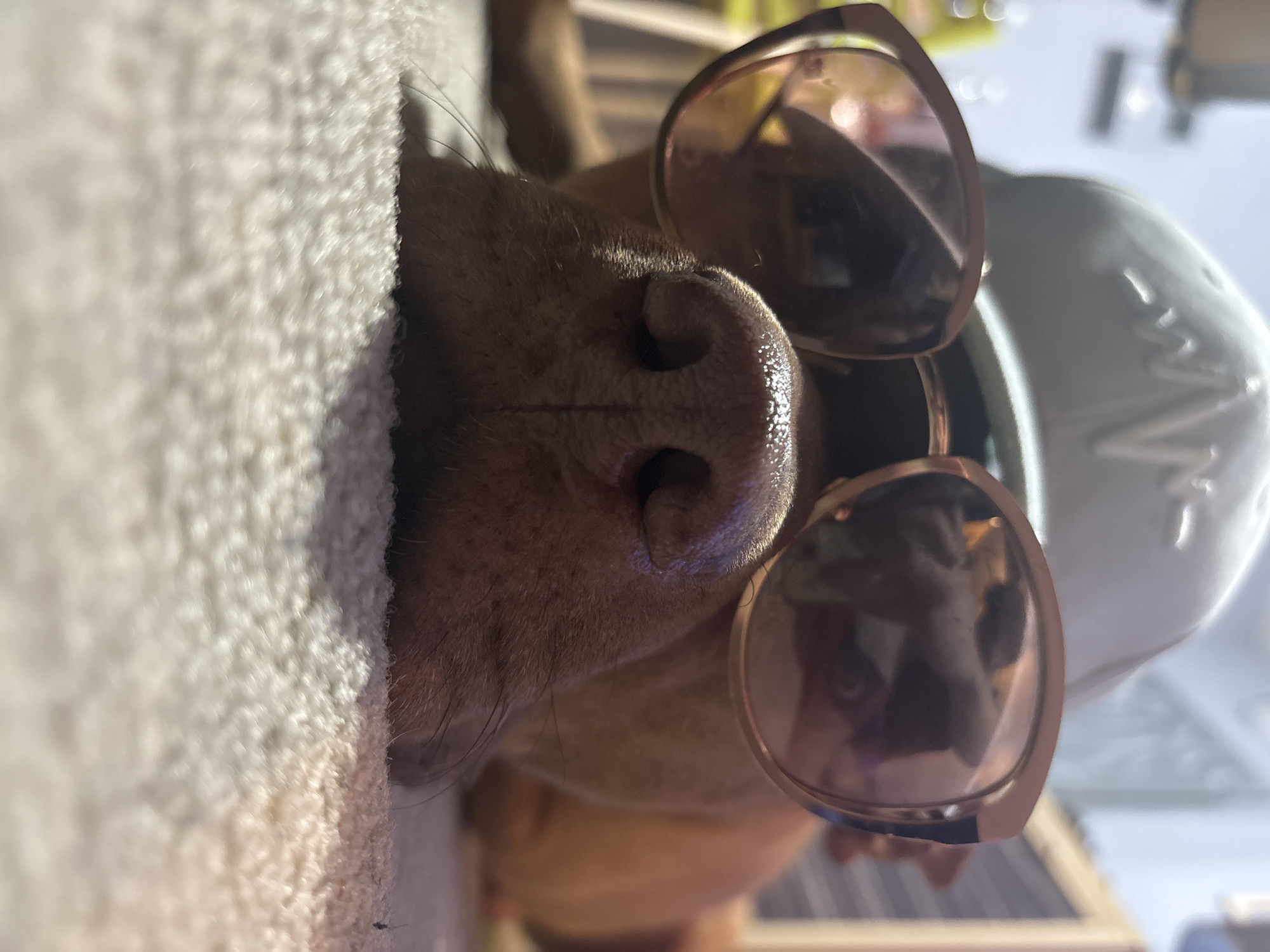 A close-up, tilted, eye-level shot depicts a dog's nose, wearing sunglasses, and leaning against a textured surface. The dog is tan or brown. The sunglasses have reflective lenses and a gold frame. A white, ceramic-like object is partially visible behind the sunglasses. The background includes blurry elements of a room, including what appears to be shelving and possibly other items on a counter or table. The location cannot be identified as Sofia, Bulgaria, with the given information.