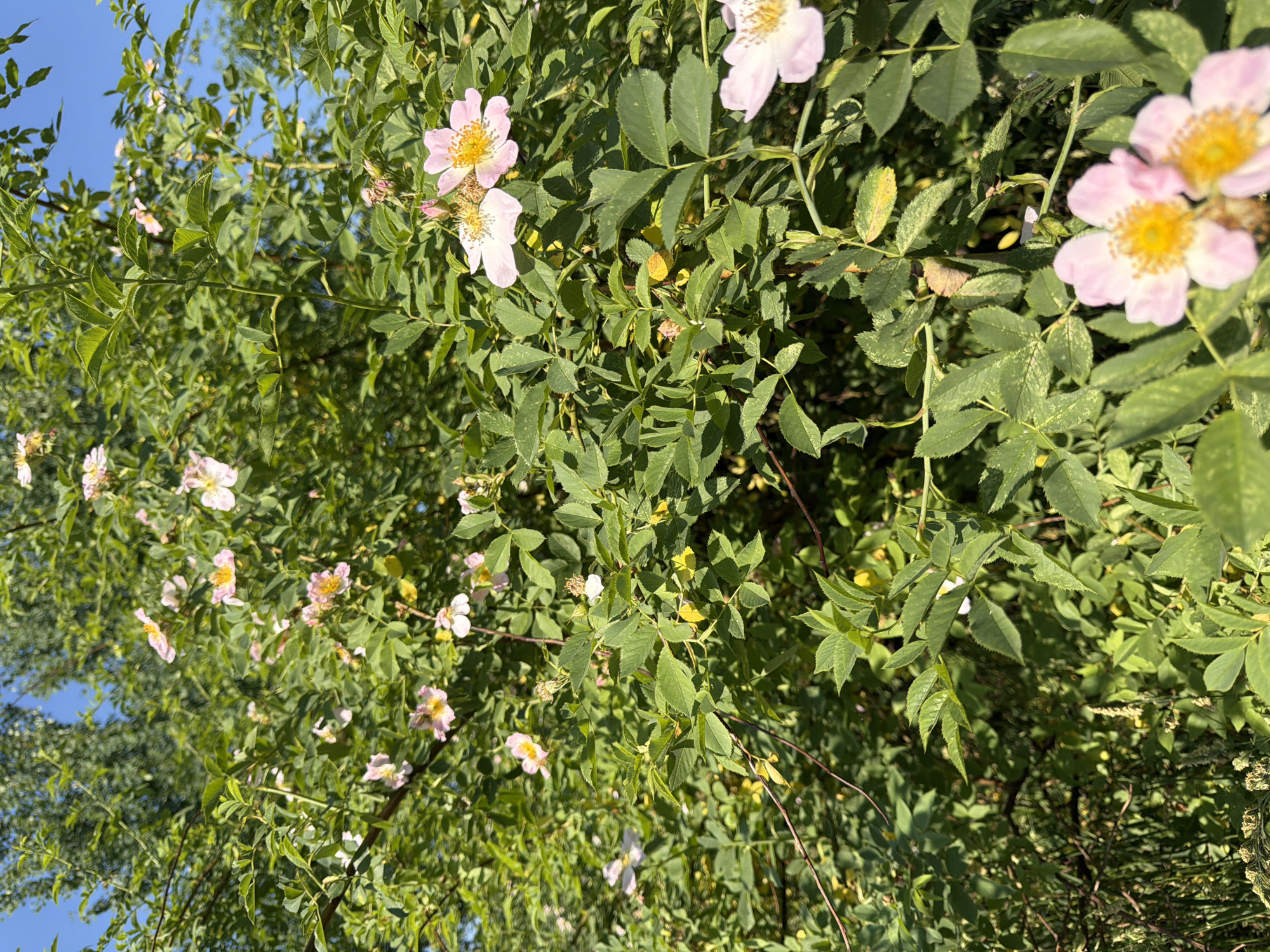 The image shows a close-up of a wild rose bush with light pink flowers and green leaves. The bush is dense and overgrown, with some areas of sunlight filtering through. The flowers have yellow centers and delicate petals. In the background, there are out-of-focus green trees and a bright blue sky. The scene appears to be in an outdoor, natural setting. There are no people or man-made objects visible in the image. There is no information to suggest the location is Moscow, Russia.
