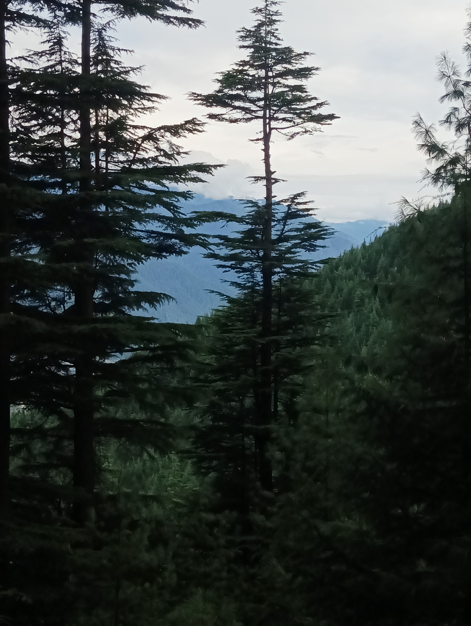 The image captures a panoramic view of a dense forest dominated by tall coniferous trees, likely deodar or pine, characteristic of the Himalayan region. In the foreground, the silhouettes of several large trees are prominent, their branches reaching towards a pale, overcast sky. Further back, a slope covered in a thick carpet of smaller coniferous trees recedes into the distance, hinting at a mountainous landscape. Faint outlines of distant mountains can be discerned through the haze, their blue-grey hues suggesting significant elevation and atmospheric conditions. The overall scene evokes a sense of natural serenity and the wild, untouched beauty of a forest in Chhyal, India.