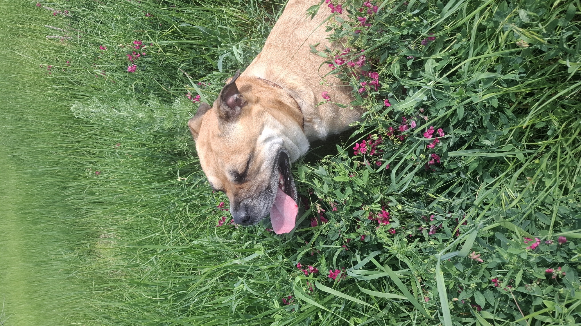 A tan-colored dog is captured lying peacefully in a vibrant green field adorned with small pink and purple wildflowers. The dog's fur is a warm tan, with slightly darker brown markings around its muzzle and ears. Its eyes are closed or heavily squinted, and its mouth is open, revealing a relaxed, pink tongue hanging out, suggesting it is either sleeping deeply, very relaxed, or gently panting.
The dog is positioned diagonally across the frame, occupying the middle and right side of the image, nestled amongst the lush vegetation. The background and foreground are entirely filled with tall, verdant grass and scattered clumps of the small, brightly colored blossoms. The natural setting appears to be a meadow or an unmanicured grassy area. Bright, direct sunlight illuminates the scene, indicating it is daytime with clear weather. The overall impression is one of tranquility and natural beauty, with the dog appearing content and at ease in its surroundings. No text is visible in the image.