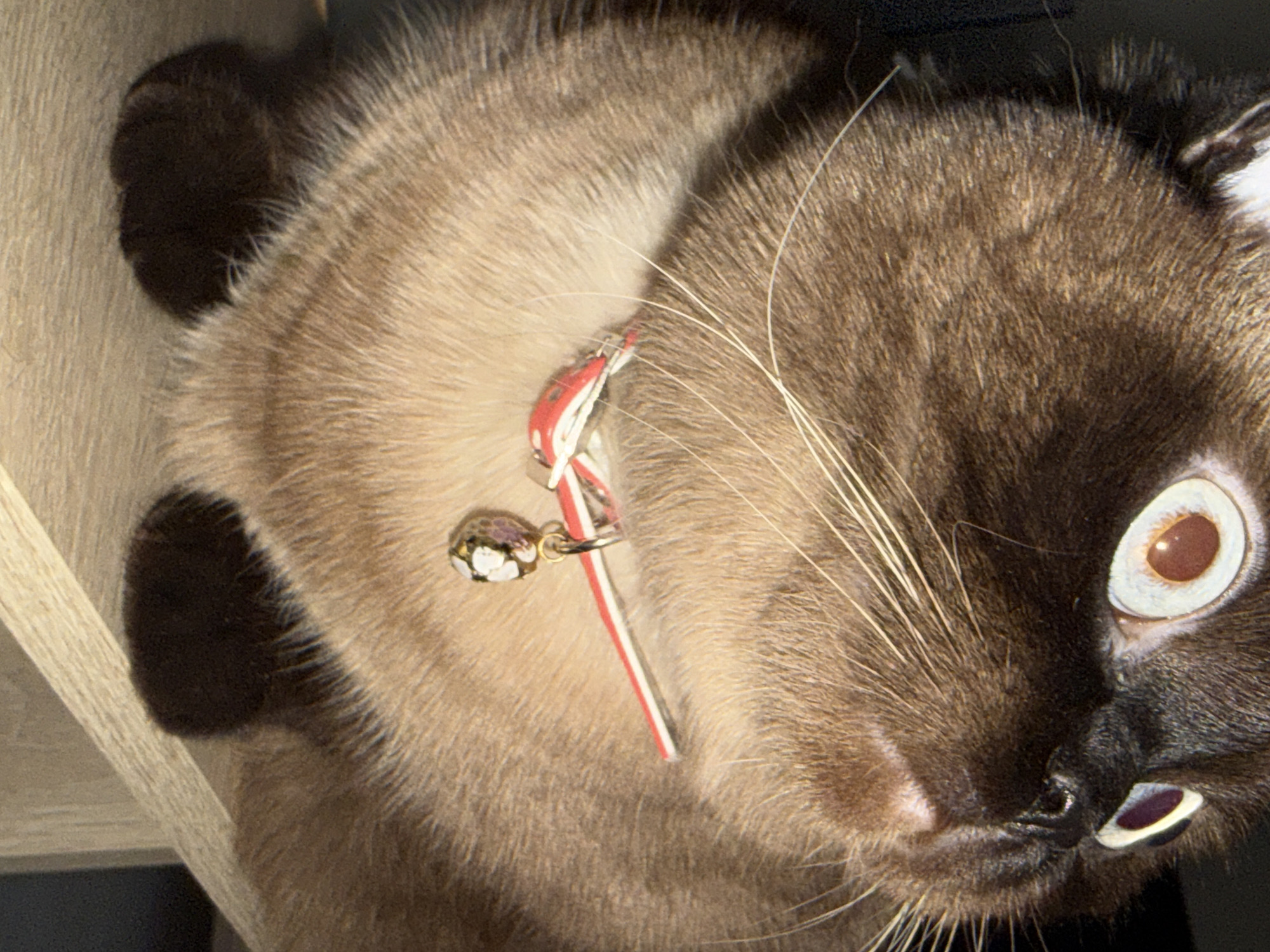 A close-up, slightly rotated portrait captures a domestic cat, likely a Siamese or a similar colorpoint breed, in an indoor setting in Chaikovsky, Russia. The cat's head fills most of the frame, showcasing its striking dark brown facial mask, nose, and ears against its lighter, sandy-brown fur.
The cat's eyes are a prominent feature, wide open with extremely dilated, dark pupils that obscure most of the iris, giving it a surprised, intensely focused, or curious expression. One eye is fully visible, while the other is partially obscured by its nose and the angle of its head. Long, white whiskers extend from its muzzle.
Around its neck, the cat wears a red and white striped collar with a small, decorative bell attached. Darker brown fur, consistent with the breed's points, is visible on what appears to be its paws or ears in the periphery of the image. The background is largely dark and indistinct behind the cat's head, with a textured, light-colored surface (possibly wood grain) visible on the left side, suggesting the cat is positioned on or near furniture. The lighting appears to be indoor, contributing to the dilation of the pupils. There is no visible text in the image.