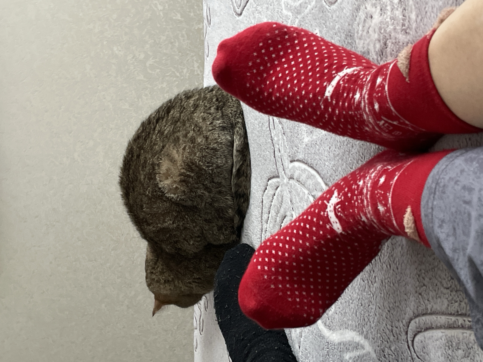 The image depicts a gray tabby cat curled up on a gray textured surface, possibly a bed or couch. Next to the cat are two feet wearing red socks with white polka dots and a black sock. The background is a light gray wall. The location is Unknown, Russia.