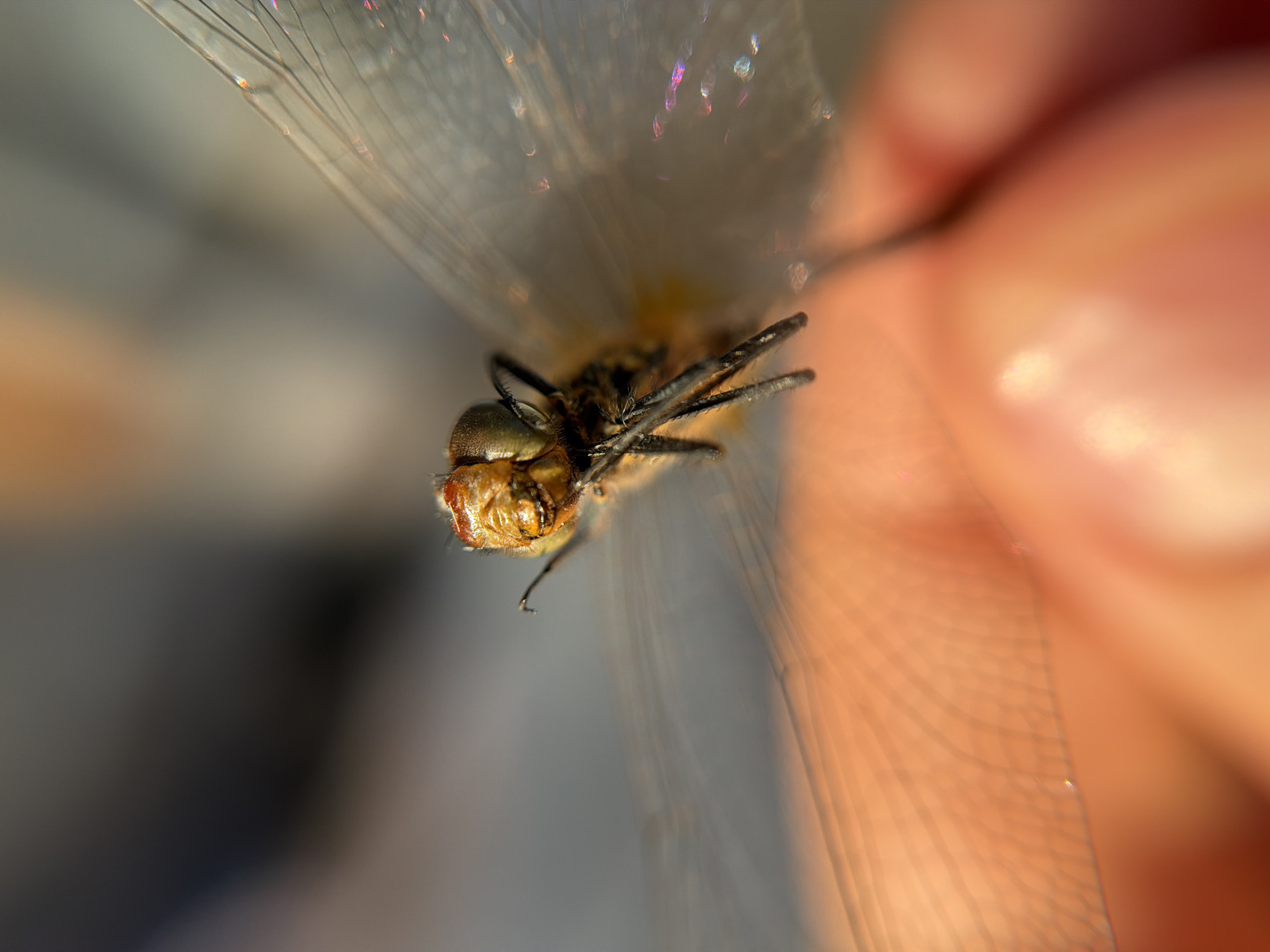 A close-up, macro photograph captures a dragonfly perched on a person's finger. The dragonfly is positioned in the center of the frame, facing forward with its head tilted slightly to the left. Its large, compound eyes are a prominent feature, and its body, a mix of yellow and brown, is clearly visible. The delicate, translucent wings of the dragonfly are spread open, catching the light and revealing intricate vein patterns and hints of iridescent color. The person's finger, a warm, peachy-orange hue, forms the foreground and the dragonfly's perch. The background is a soft blur of grays and oranges, suggesting an outdoor environment illuminated by natural light. The image's shallow depth of field emphasizes the dragonfly and finger, while the rest of the scene recedes into a bokeh effect.