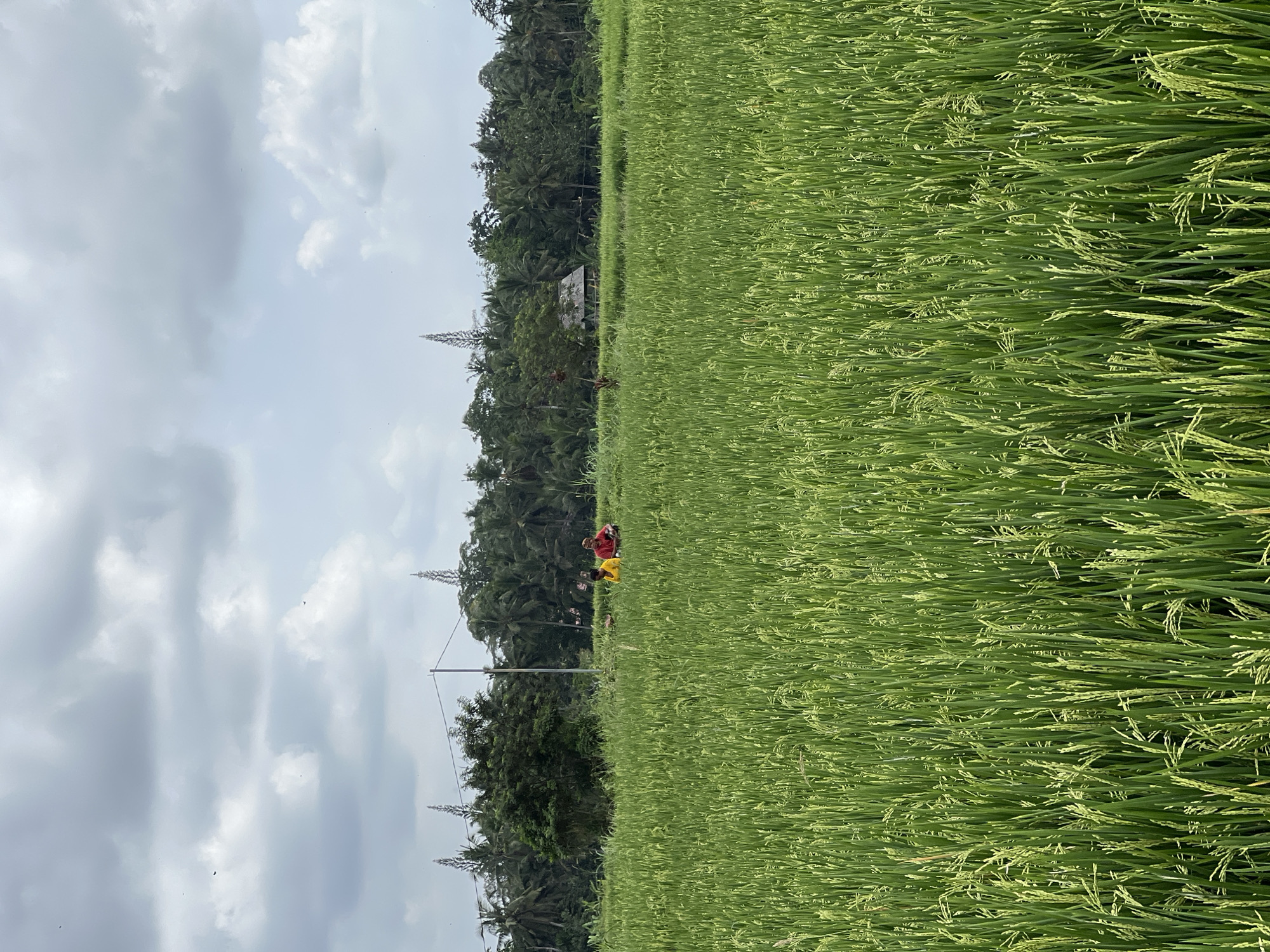 The image shows a verdant rice paddy field in Ubud District, Indonesia, under a cloudy sky. The rice plants are dense and mostly green, with some beginning to show ripening grains. On the edge of the field, near a line of trees, two people are working in the field wearing red and yellow shirts. A few utility poles rise along the edge of the field. In the background, a dense forest of trees is visible. A small building can be seen through the trees. The sky is overcast with various shades of gray and white clouds.