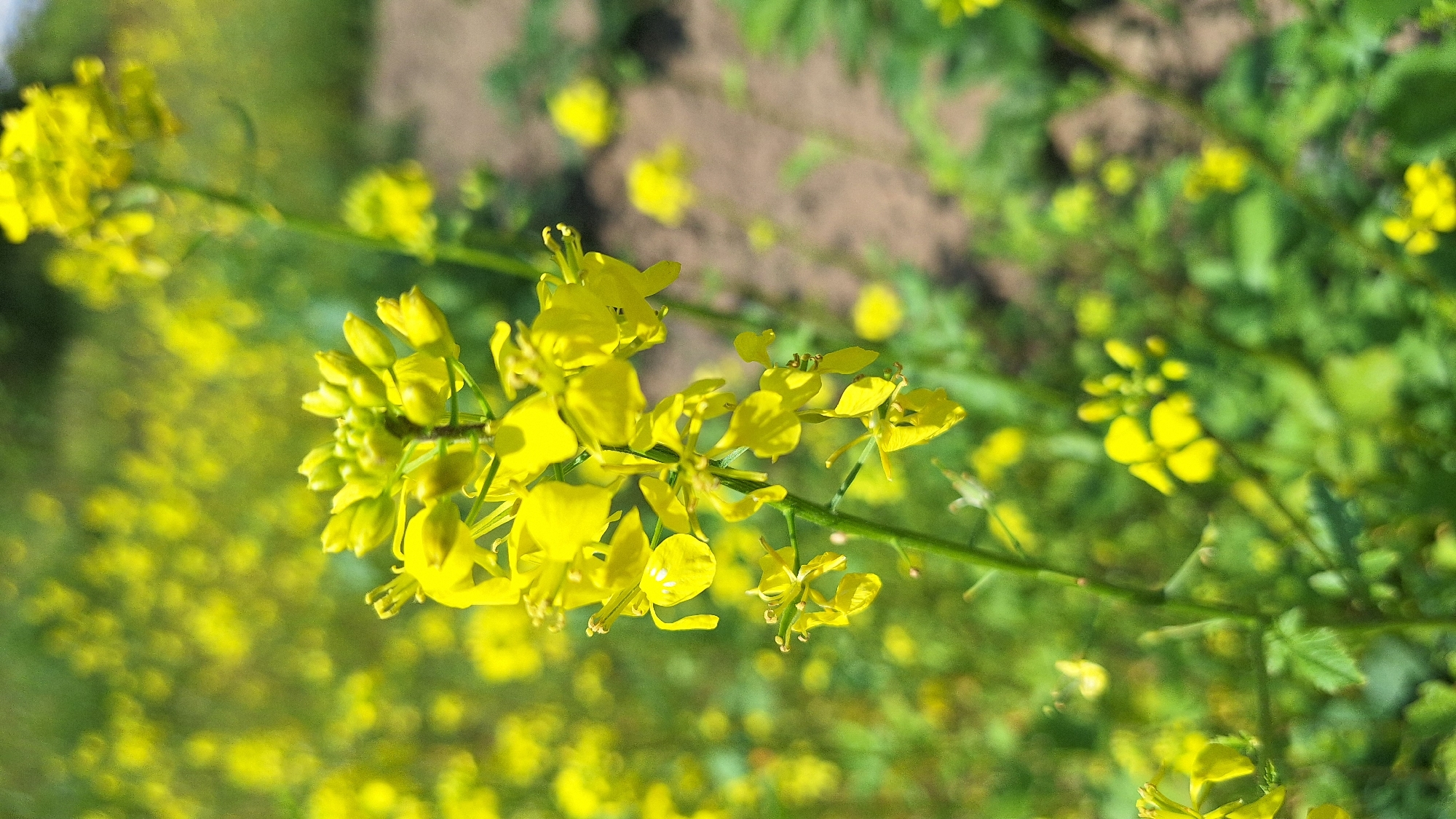 In Nogliki, Russia, a close-up, vertical shot captures a flowering mustard plant. The foreground is dominated by a tall stalk with clusters of small, bright yellow flowers and developing seed pods. The flowers have four petals, characteristic of the Brassicaceae family, and some display delicate stamens. The background is softly blurred, revealing a field of similar yellow flowers and green foliage, suggesting a natural or agricultural setting. The soil is visible in patches, indicating an outdoor environment under daylight. The scene is still, with no visible people or animals.