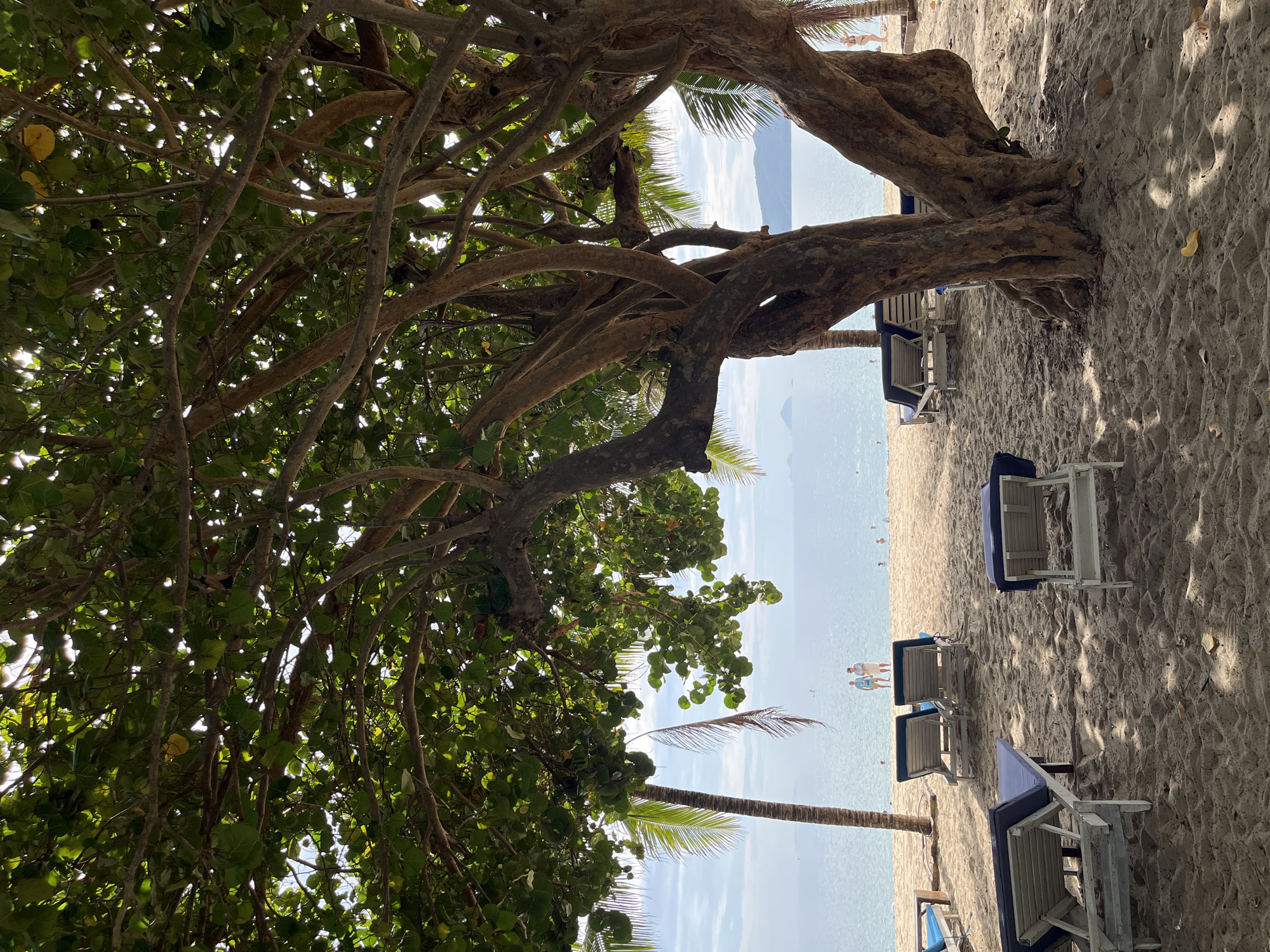 This is a medium shot taken from under the canopy of a large, mature tree with thick, gnarled branches and abundant green leaves. The tree's trunk is prominent in the foreground, its roots visible on the sandy ground. The dappled sunlight filters through the leaves, casting shadows on the beach. Beyond the tree, a tropical beach scene unfolds. Several white lounge chairs with blue cushions are arranged on the golden sand, some unoccupied, others with a person or two visible. In the middle ground, the calm, blue ocean stretches to the horizon, where hazy mountains and islands are faintly discernible. The sky above is a pale blue with scattered white clouds. A few palm trees are visible to the left and right, adding to the tropical atmosphere. Two people, a man and a woman, are standing near the water's edge, appearing to be walking or conversing. Several other figures are scattered along the beach and in the water, suggesting a leisurely day at the resort. The overall impression is one of tranquility and relaxation in a tropical setting, likely within one of the beachfront resorts in Nha Trang, Vietnam, known for its picturesque coastline and palm-fringed beaches.
