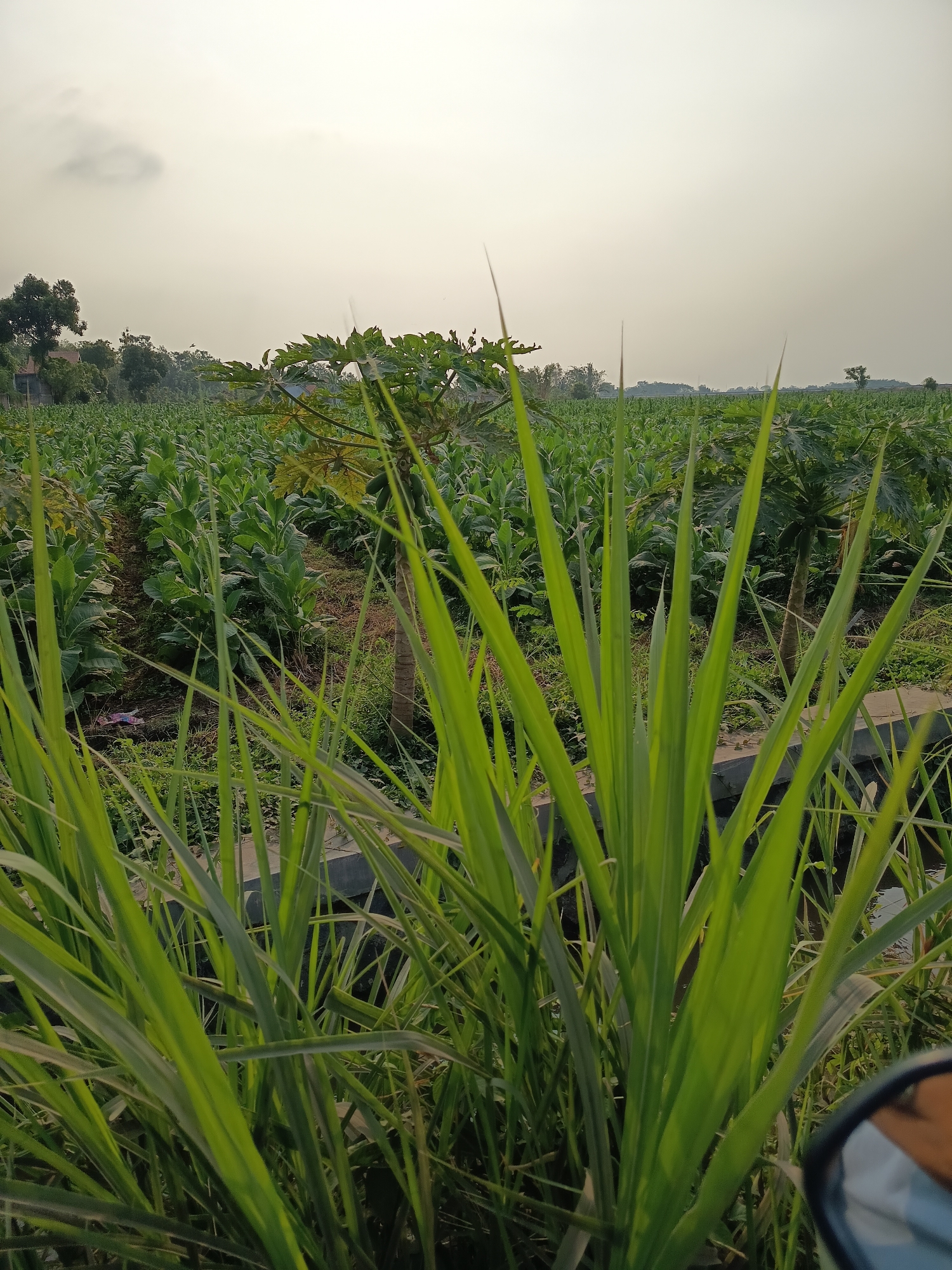 The image depicts a wide view of a cultivated field, likely in Krampilan, Indonesia. The foreground is dominated by tall, vibrant green grass, obscuring a portion of the scene. Beyond the grass, rows of what appear to be tobacco plants stretch towards the horizon, forming an extensive agricultural landscape. Interspersed within the field are trees, including what seems to be a papaya tree with visible green fruits. In the background, there are glimpses of buildings and more distant trees, suggesting a rural or semi-rural setting. The sky is overcast, with diffused light indicating either early morning or late afternoon. The overall impression is that of a working farm, bathed in natural light under a hazy sky.
