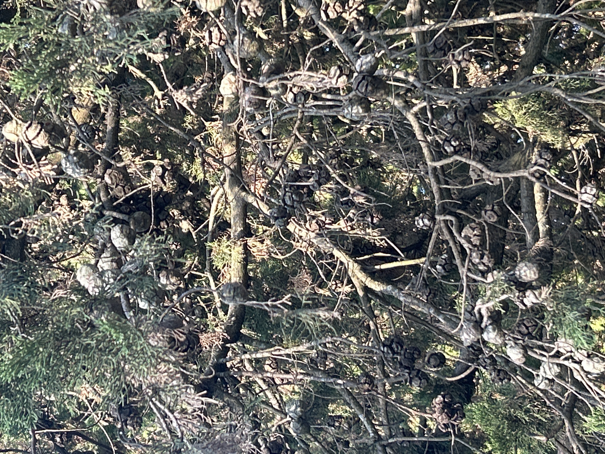 The image shows a close-up of a coniferous tree, likely a cypress, with numerous small, round cones clustered along its branches. The branches are thin and tangled, covered in dark brown bark. Some of the foliage is visible, appearing as a dense, dark green mass in the background and interspersed among the branches. The lighting suggests it is daytime, with sunlight filtering through the branches, creating areas of light and shadow. There are no people or animals visible in the image, nor any man-made objects. The scene is entirely natural, focused on the texture and detail of the tree's cones and branches. The location is identified as Zambratija, Croatia.