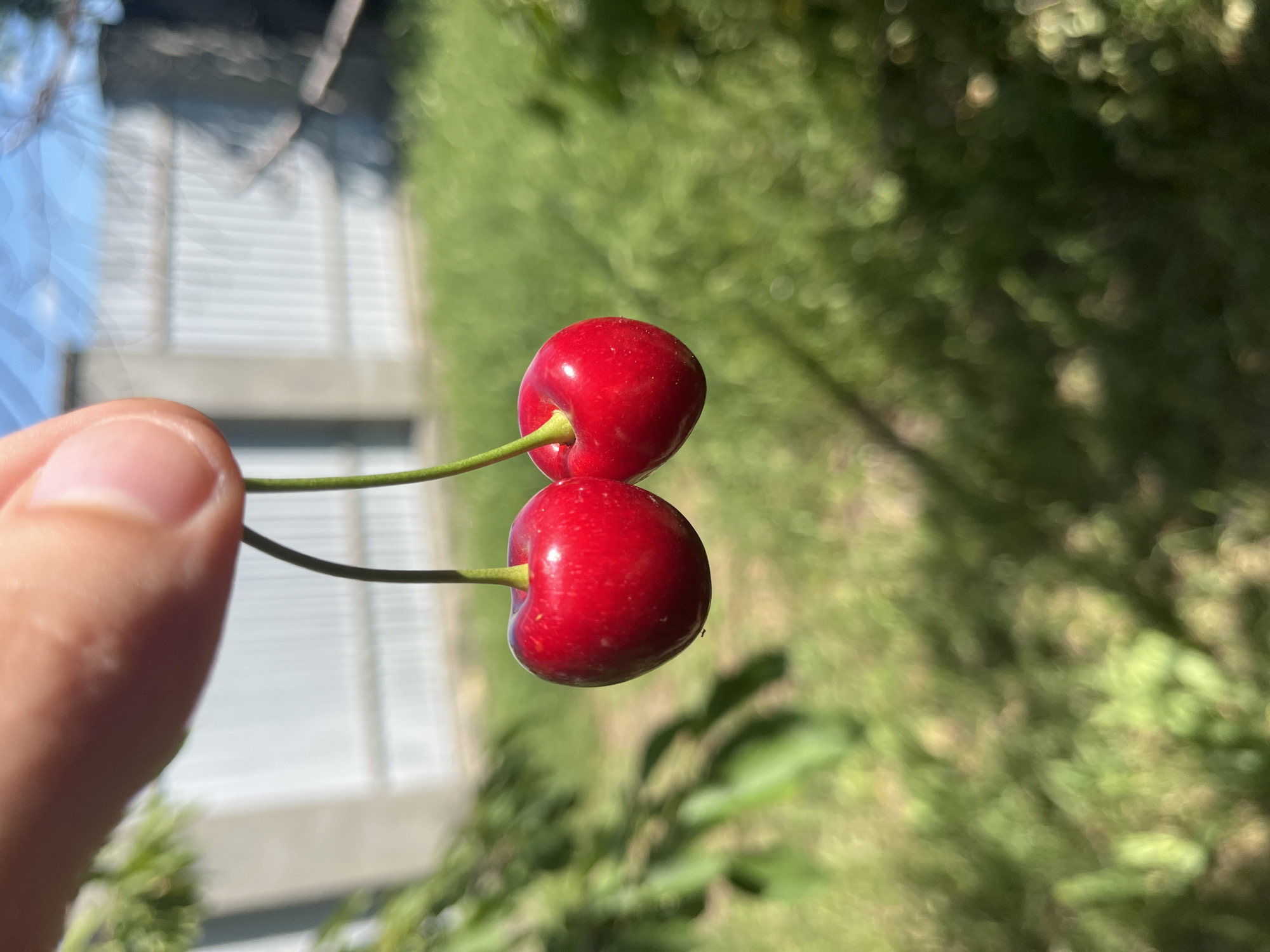 This media file depicts a close-up view of two bright red cherries, held by a person's thumb and forefinger. The cherries are attached to thin, green stems. The background is softly blurred, with lush green foliage suggesting an outdoor setting, possibly a garden or park. The bright lighting and vibrant colors indicate it is daytime, likely sunny. In the far background, out of focus, there are hints of what might be a building with horizontal siding. The overall impression is one of freshness and natural beauty, with the cherries appearing ripe and ready to eat. The image appears to be taken in Bohunove, Ukraine, based on the provided location context. No text is visible in the media file.