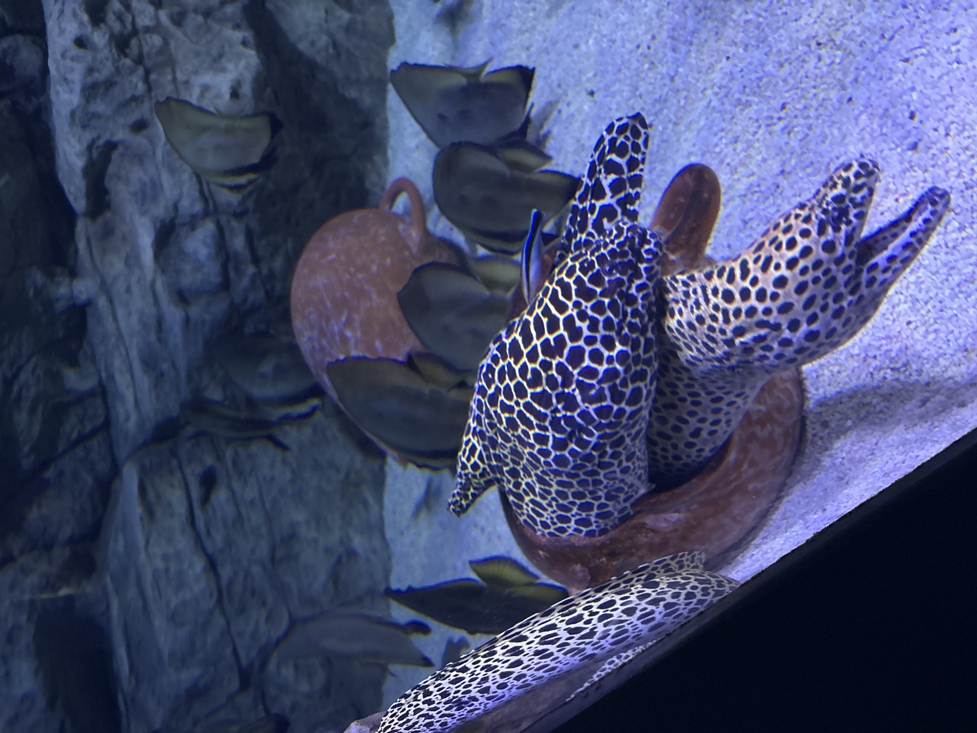 This is a photograph taken underwater in an aquarium, likely at the Saint Petersburg Oceanarium. The image focuses on two moray eels with distinctive black and white spotted patterns. One eel is coiled around a reddish-brown object, possibly a decoration or natural element. The other eel is positioned above and slightly in front of the first. In the background, several spadefish with dark bodies and yellow fins swim amongst rocky formations. The sandy bottom of the aquarium is visible. The lighting suggests an artificial environment designed to mimic a natural reef setting.