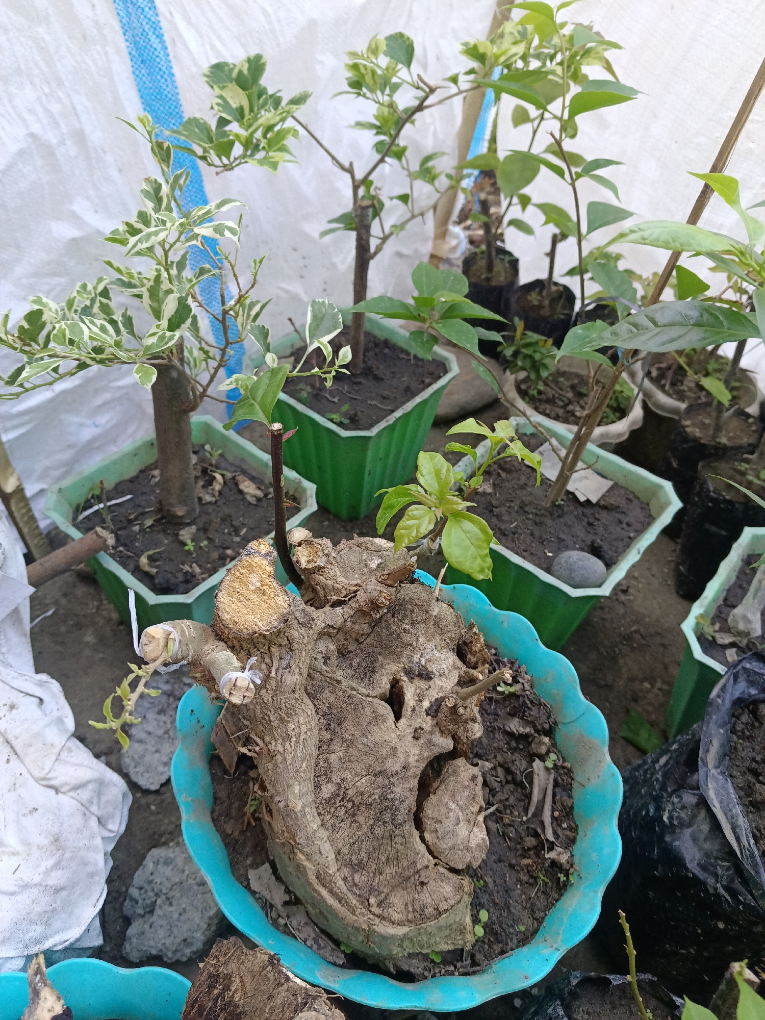 In Kawua, Indonesia, several potted plants are arranged outdoors. The foreground features a large, weathered wooden bonsai trunk planted in a turquoise pot with a wavy rim. The trunk has several cut branches, some bound with white string. To the left, a white tarp is draped over rocks. Behind the bonsai, several other plants are visible in green and white plastic pots. One plant, to the left, has variegated green and white leaves and a brown trunk. Other plants further back are mostly green. The background consists of a white tarp with blue stripes and a brown wooden stake. The ground is a mix of dirt and small stones.