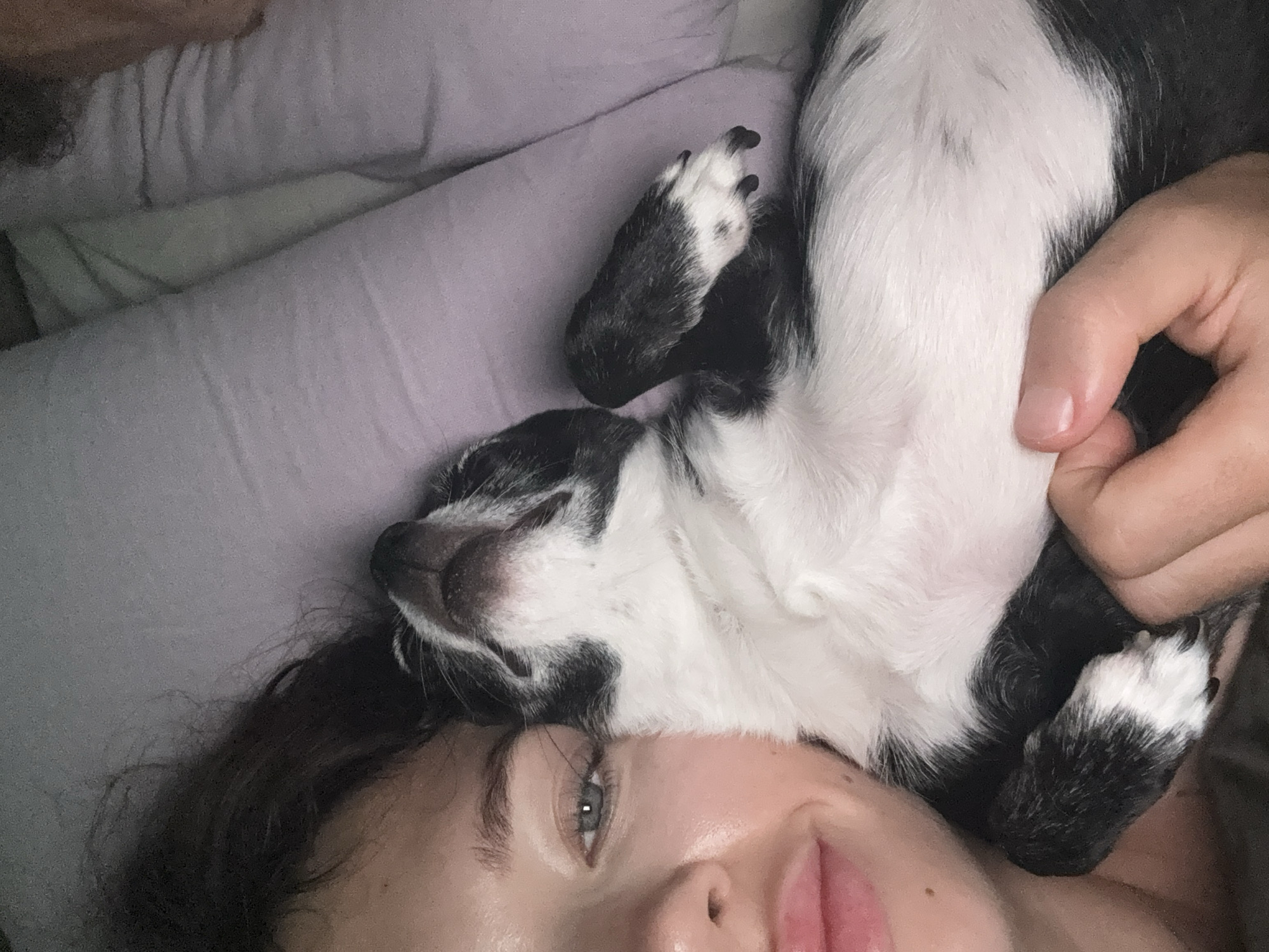 A close-up photograph shows a person lying on their back, with a dog lying on top of them. The person appears to be a woman with fair skin, dark hair, and light-colored eyes. She is smiling slightly. The dog is a small breed with black and white fur. It is lying on its back with its paws in the air. A hand is touching the dog's fur. The background is a lavender-colored pillow or bedding. There is no evidence to indicate the location of the image is Tel-Aviv, Israel.