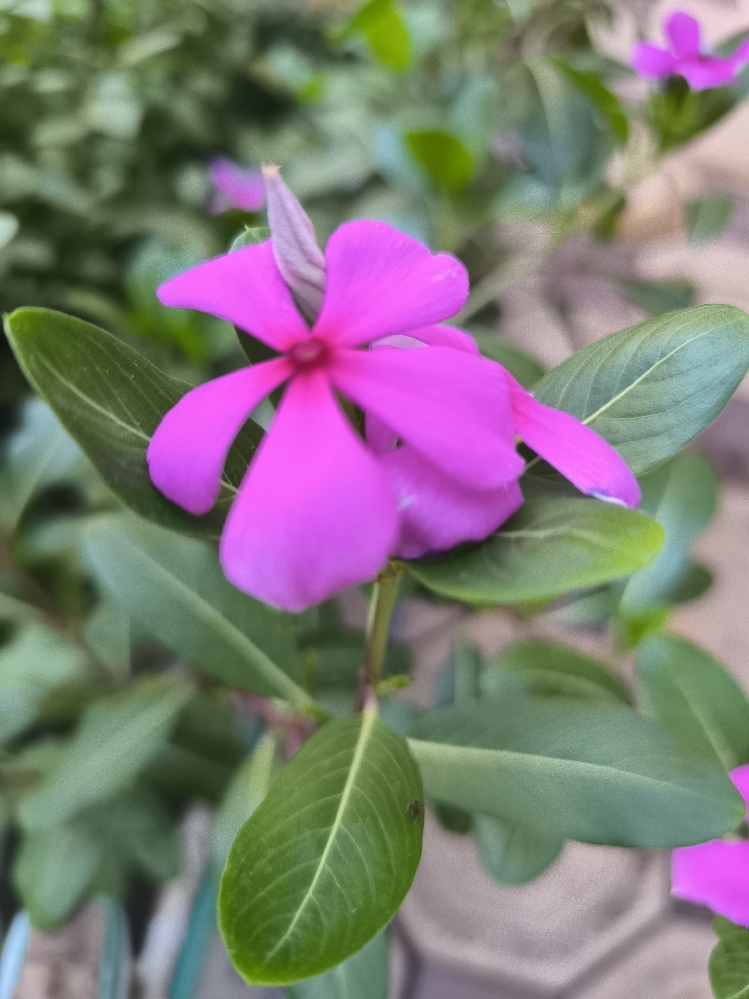 A close-up, slightly blurred shot focuses on a vibrant pink flower with five petals, its center a darker shade of pink. The flower is surrounded by several lush green leaves, some with prominent veins. In the background, more greenery is visible, also out of focus, suggesting a garden setting. The ground beneath appears to be a neutral-colored, textured surface, possibly paving stones. The overall impression is of a natural outdoor scene, with the focus sharply on the detailed texture and color of the flower. The image does not contain any people or specific identifiable landmarks that would indicate its location within Kokand City, Uzbekistan.