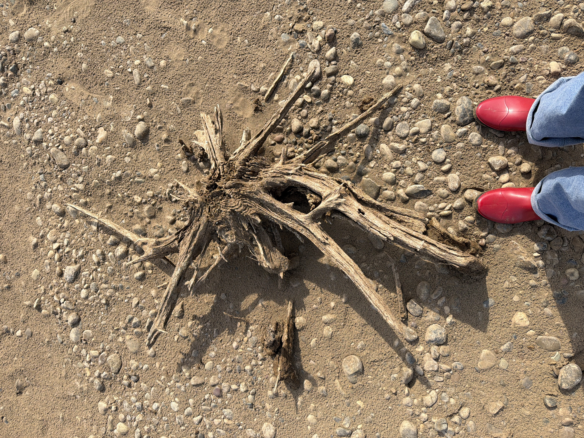 The image depicts a sandy beach, possibly along a river or lake, containing small pebbles and a piece of driftwood with multiple protruding branches. The driftwood has a hollow center. A small, darker piece of wood is located near the driftwood. In the upper right corner of the image, there are two feet in red boots and denim jeans. The setting is likely an outdoor environment. The precise location in the city of Chaikovsky, Russia, cannot be determined from this image alone.