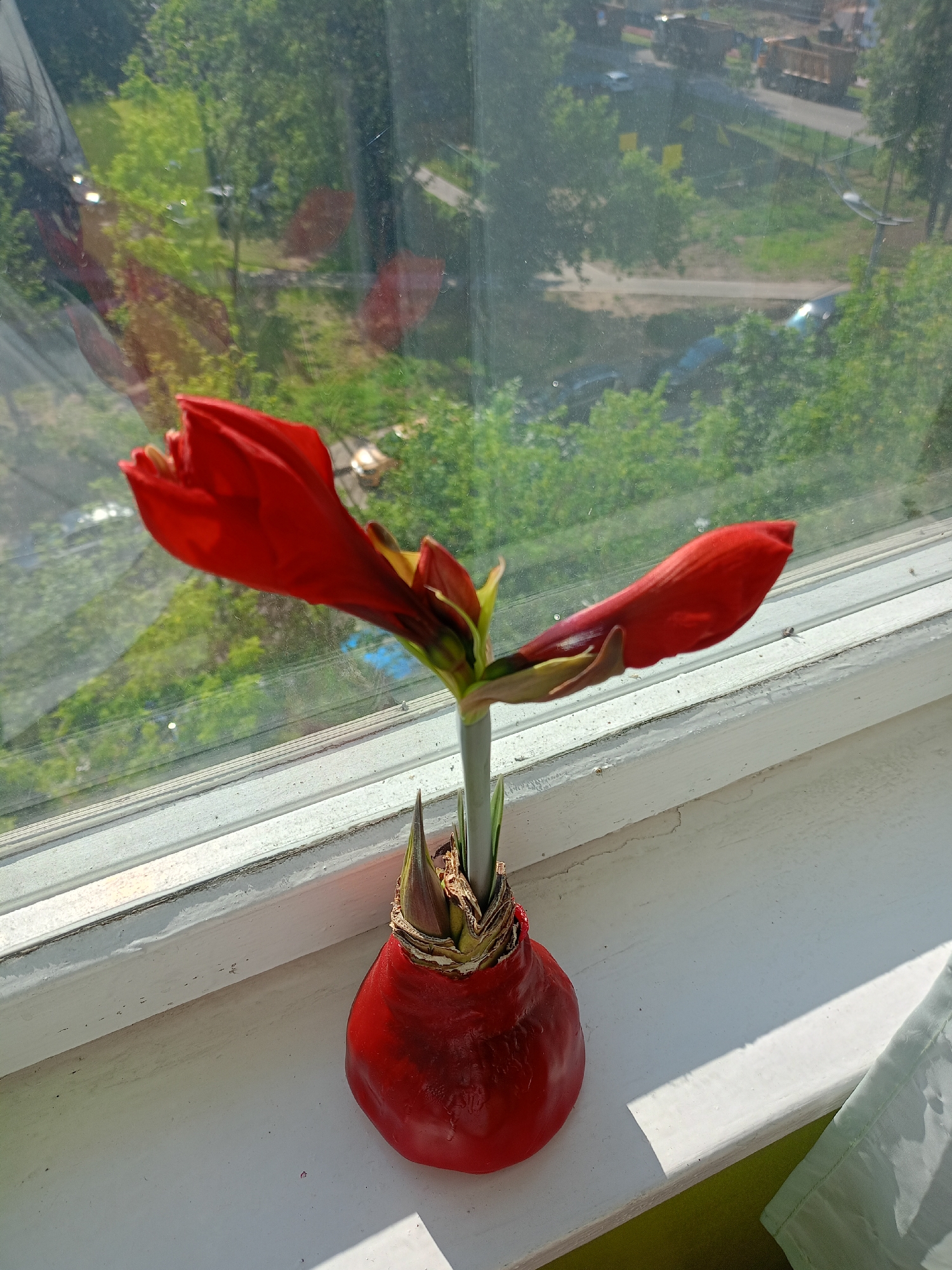 A red amaryllis bulb, emerging with two nascent flowers, rests on a white windowsill. The scene is viewed from a slight angle, with the windowsill extending to the right, casting a shadow from an unseen object. Outside the window, a blurry landscape of lush green trees and a roadway is visible. On the road, several vehicles, including trucks and cars, are discernible. The image captures a bright, sunny day, with sunlight illuminating the windowsill and the amaryllis. The overall setting suggests an urban environment, possibly residential, given the proximity to a roadway and trees. The location is identified as Moscow, Russia.