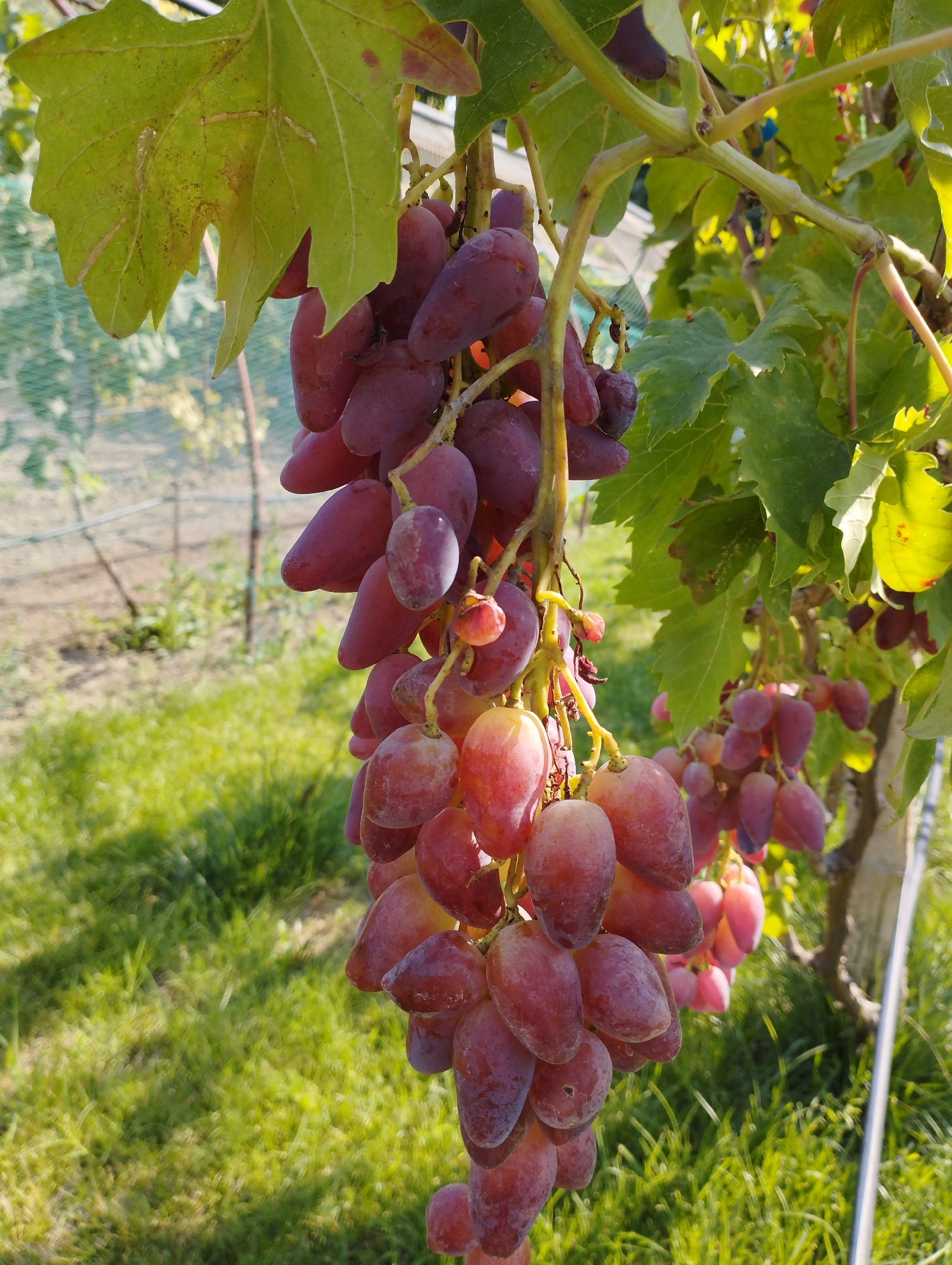 In Kattasu, Uzbekistan, a close-up, eye-level shot showcases a cluster of ripe, elongated, deep pink grapes hanging from a vine. The grapes are plump and some show slight translucence, indicating ripeness. The vine exhibits green leaves, some of which are slightly yellowed or have brown spots, suggesting the late season or a minor issue with the plant. The background is softly blurred, revealing a sunlit vineyard environment with more grapevines, green grass, and what appears to be netting or a trellis structure in the distance. The overall impression is one of a bountiful harvest in a rural, agricultural setting.