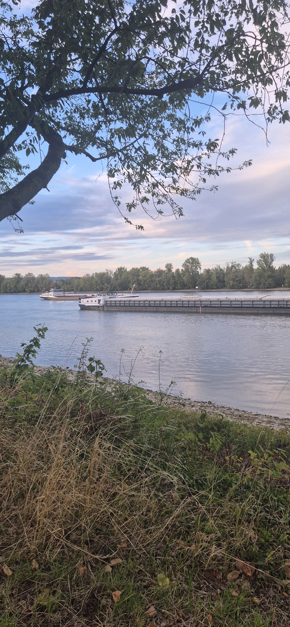 The image depicts a wide river, likely the Rhine, flowing through the city of Mainz, Germany, with two barges moving along its surface. The foreground is dominated by overgrown vegetation, including tall, dry grasses and scattered green plants, which create a natural, somewhat wild embankment. Behind the vegetation, the river stretches out, its surface reflecting the pale sky.
In the middle ground, two barges are clearly visible. The barge closer to the foreground is a large, grey, flat-bottomed vessel, appearing to be laden with cargo or construction materials, indicated by its long, segmented deck. Further back and slightly to the left, a second barge is also visible, a lighter color and longer in shape, with a distinct superstructure at the rear. The barges are heading in the same direction.
The background features a dense line of trees, forming a natural border along the riverbank. These trees appear to be mature and leafy, suggesting a park or natural area adjacent to the river. Above the trees, a vast sky is visible, characterized by a mix of pale blue and soft grey clouds, with hints of pink and orange possibly indicating either early morning or late evening light. A large tree branch with green leaves hangs into the frame from the top left corner, framing the scene and adding depth. The overall atmosphere is serene and tranquil, capturing a moment of quiet activity on the river.