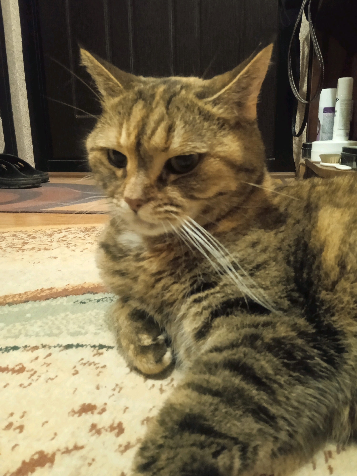 A domestic cat with tabby markings is lying on a patterned rug in a room. The cat is facing the viewer, with its head slightly tilted. The background of the image includes a dark wooden door, a gray vertical column, and some shelving with various bottles and containers. There are also a pair of black flip-flops visible on the floor to the left of the cat. The lighting in the room appears to be dim. The city of Lida, Belarus, is not identifiable from the image.