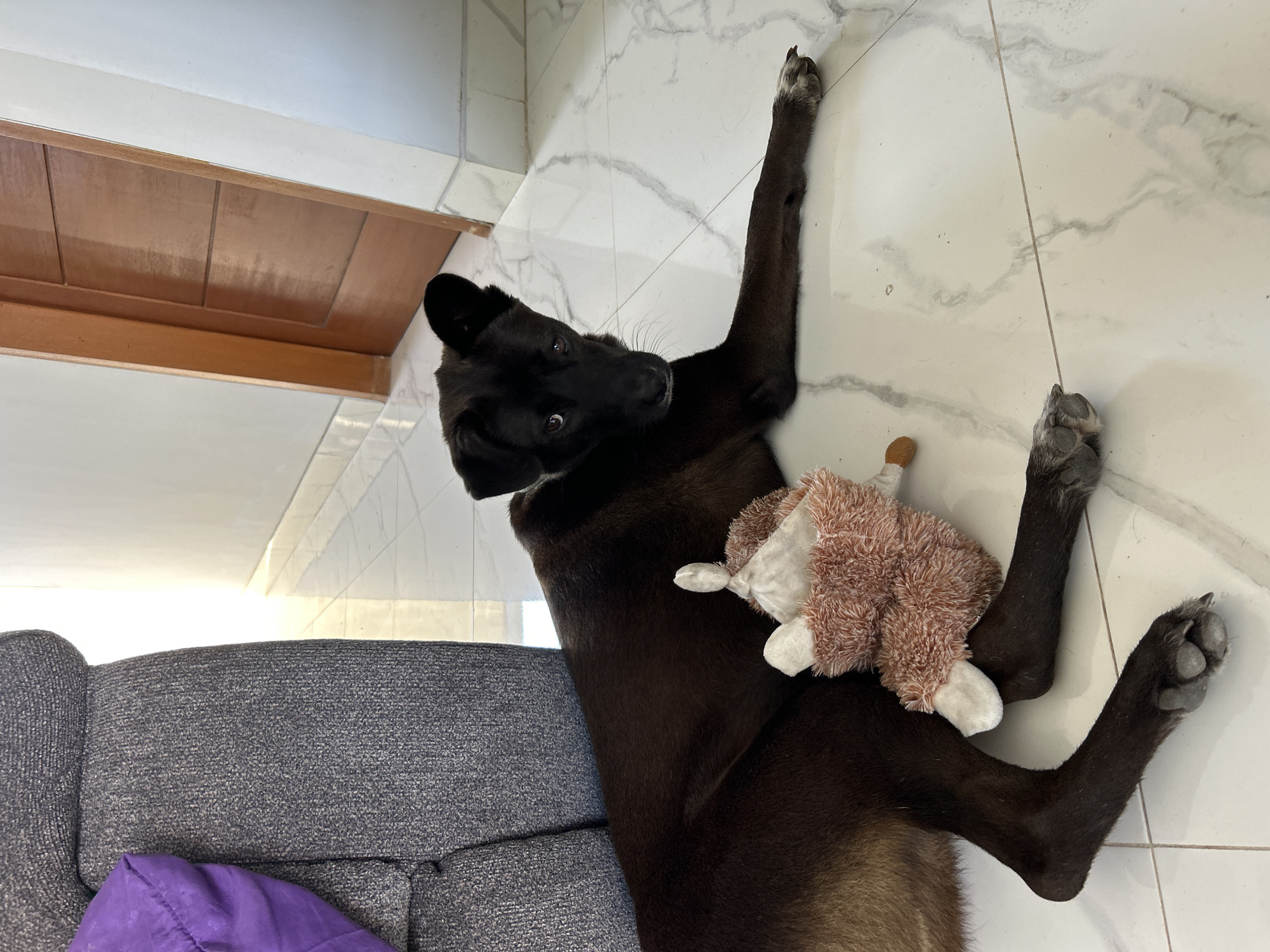 A black dog lies on a marble-tiled floor next to a gray sofa with a purple cushion. The dog has a stuffed toy in front of its hind legs. Behind the dog, a closed wooden door is visible in the background, with a wall and floor reflecting light. This appears to be an indoor scene within a residential or commercial property in Sukawati, Indonesia.