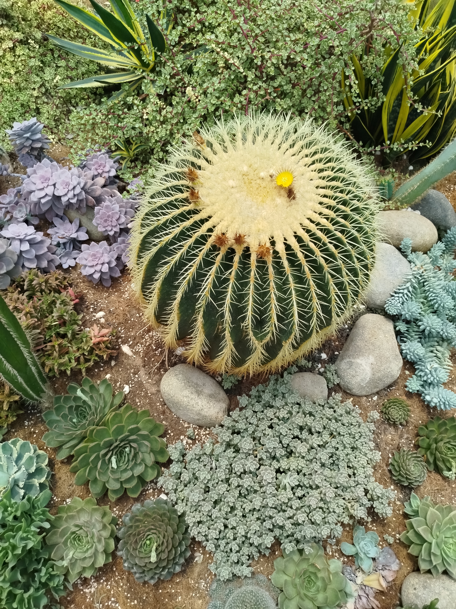 The image shows a diverse succulent garden, possibly located in Lang Biang - Da Lat, Vietnam, although this cannot be confirmed. A large, round barrel cactus dominates the scene, surrounded by various succulents, small rocks, and ground cover plants. The cactus has a prominent yellow flower. The other succulents include Echeveria, Sedum, and potentially others. The ground is covered in a mix of soil and small pebbles. The lighting suggests it is daytime, likely outdoors.
