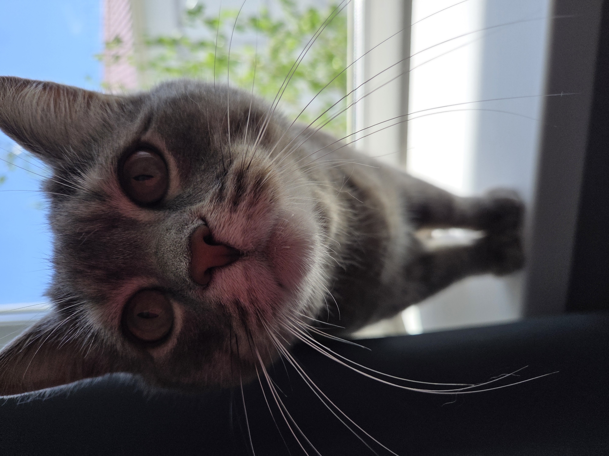 A close-up, slightly angled shot features a gray tabby cat with amber eyes. The cat's pink nose is centered in the lower half of the image. Its whiskers are prominent and extend outwards. Behind the cat, there is a view of a window, revealing blue sky and green foliage. A dark, blurred surface occupies the foreground. The city of Birobidzhan, Russia, is not evident in the provided image.