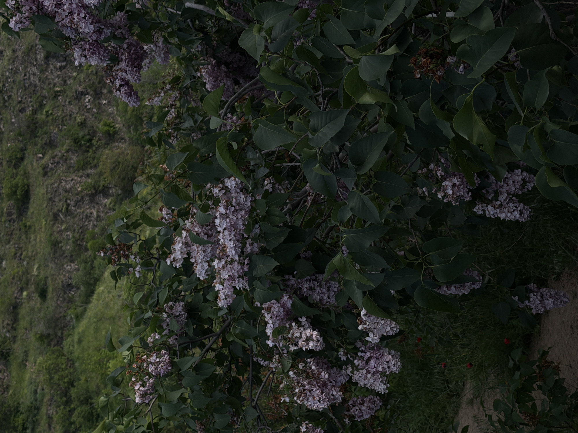 The image depicts lilac bushes with light purple flowers and green leaves, set against a backdrop of grassy terrain. The scene appears to be outdoors, possibly in a park or natural area. The photograph could be taken in Tbilisi, Georgia. It is difficult to establish the exact location without additional information or context. The image contains no people.