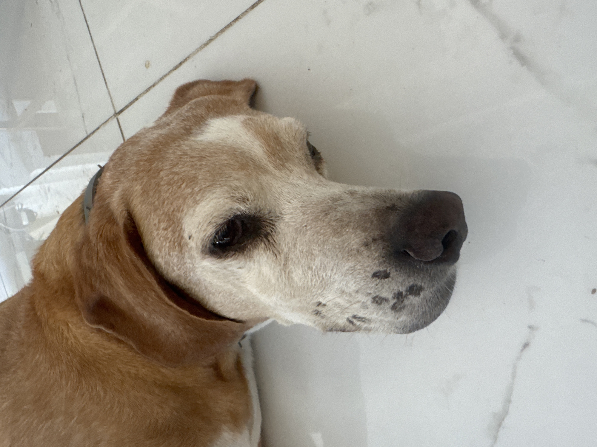 An adult dog with tan fur and white markings on its face is lying down on a tiled floor. The dog's head is tilted to the side, and its eyes are partially closed. The floor tiles are white with gray veining, and there are visible grout lines. The lighting in the image is bright, suggesting an indoor setting. The scene appears to be a residential interior within the Mouttagiaka Community, Cyprus.