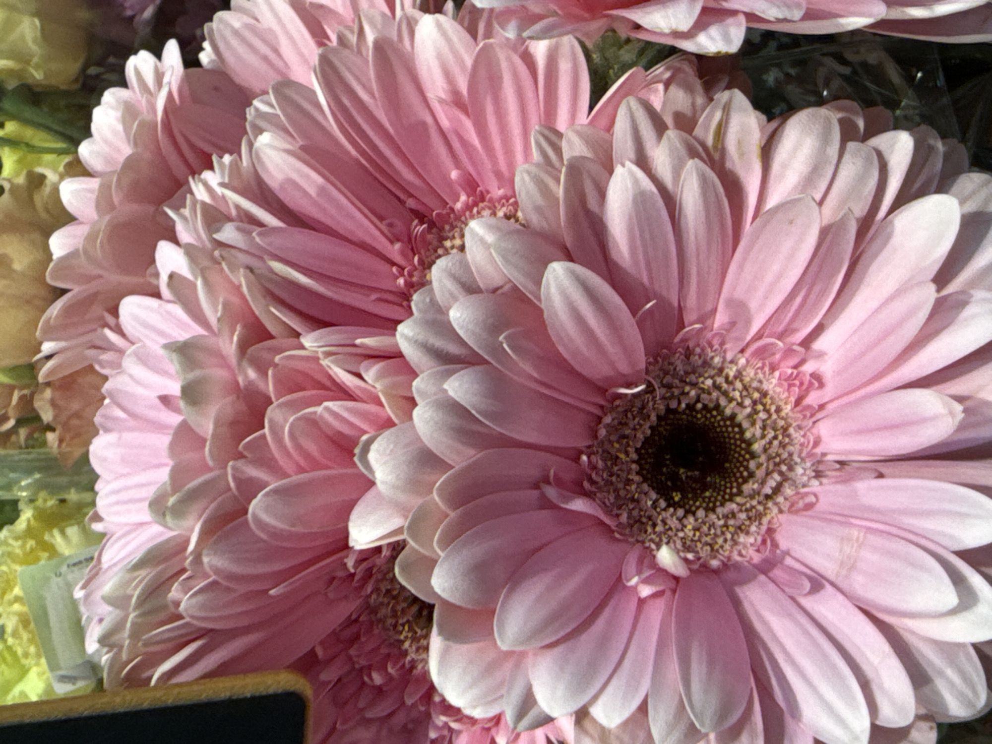 This is a close-up, vertical, eye-level shot of a bouquet of pink Gerbera daisies. The flowers are densely packed, with their petals prominently displayed and overlapping. The central florets of the daisies are dark brown with yellow speckles. The lighting suggests an indoor setting, possibly a florist shop or a home. The bouquet appears to be arranged in a way that emphasizes the texture and layered nature of the petals. There are no people or animals visible in the image. The background is blurred, with hints of green foliage and other flowers. The overall impression is one of vibrant color and floral beauty. No specific location in Herzberg, Germany can be identified from the image itself.