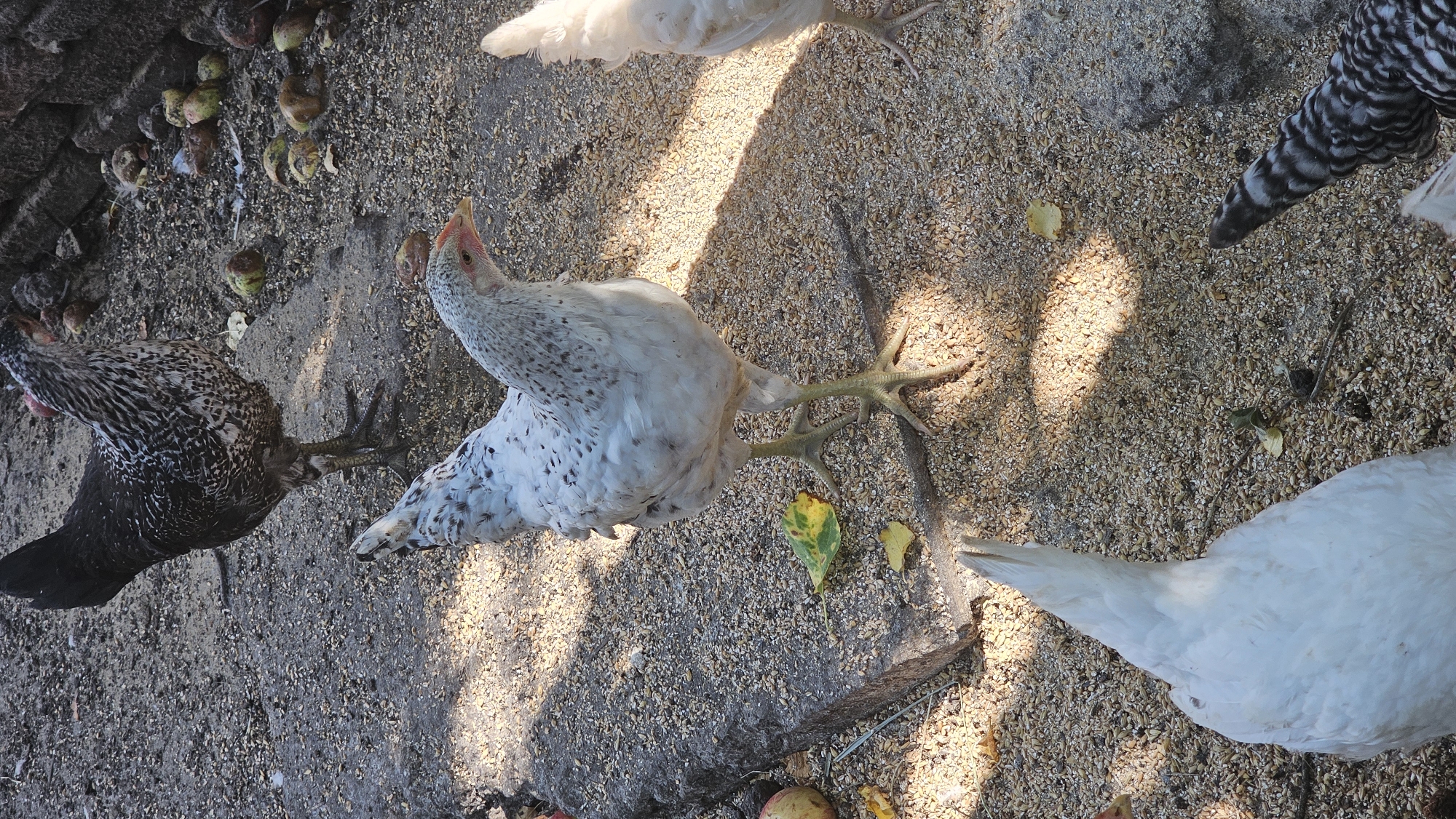 The image depicts a group of chickens in an outdoor environment, likely a farmyard or backyard, on a sunny day. The ground is covered with gravel and scattered feed. In the foreground, a white chicken's tail feathers are prominently visible. To the left, another white chicken is partially visible from the rear. In the center, a light-colored chicken with speckles of gray and brown is standing, looking towards the right. Behind it, a black and white speckled chicken is standing with its back to the viewer. In the background, there is a pile of what appears to be fallen fruit and debris against a dark, rough-textured surface, possibly a wall or large stones. The scene is illuminated by sunlight, casting shadows on the ground.
The provided location, "Romanovka, Russia," does not correspond to any observable features or context within the image. There are no landmarks, signs, or any other visual cues that could place the scene in a specific city or country.