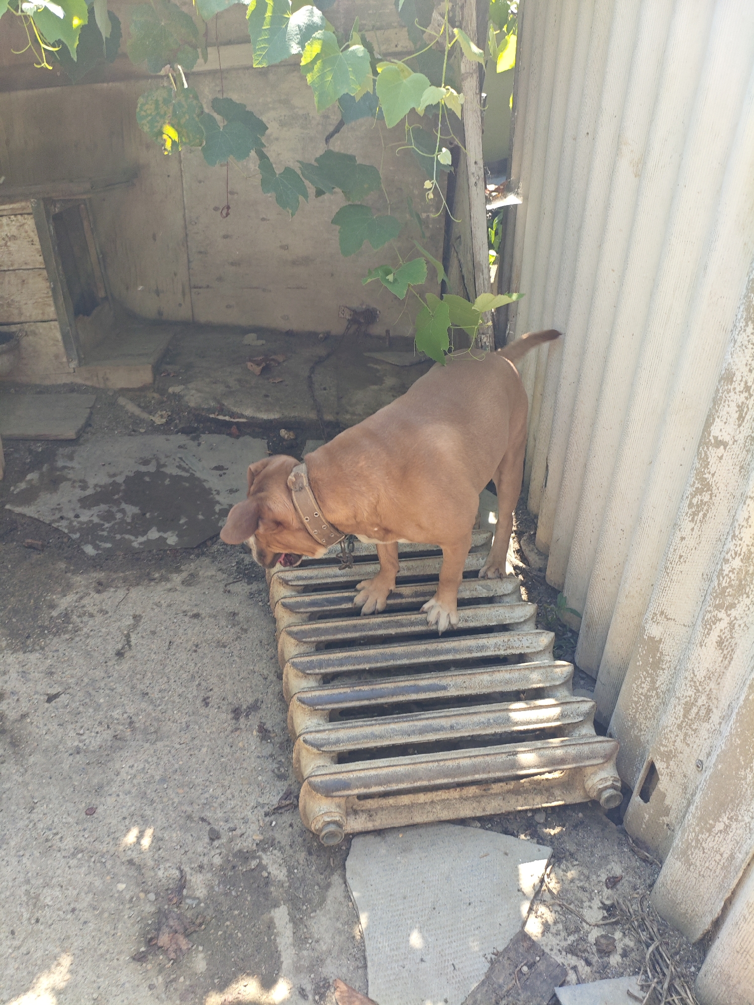 A medium-sized, light brown dog with a dark collar stands on a section of an old, white radiator. The radiator is oriented horizontally and rests on the ground. The dog is facing to the left of the frame, with its head lowered as if sniffing or panting. Its mouth is slightly open, revealing its tongue. The dog's tail is slightly raised.
The dog is positioned in an outdoor area. To the left of the dog and radiator is a rough concrete surface with some debris, including dry leaves and dirt. Behind the dog, there is a light-colored, corrugated wall or structure, possibly made of asbestos cement. Above and to the left of the dog, green foliage from a vine hangs down, some of which is illuminated by sunlight. In the background, there are wooden structures and weathered walls.
The overall scene appears to be in a somewhat neglected or cluttered outdoor space, possibly a yard or an alleyway. There are no other visible people or animals. The lighting suggests it is daytime, with direct sunlight casting shadows.