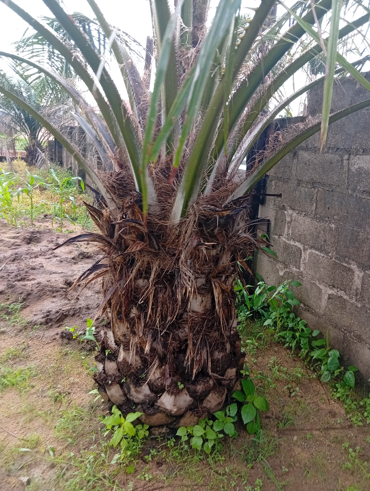 A medium shot captures a substantial palm tree trunk in the foreground, its rough, fibrous bark a mosaic of dark browns and grays, with coarse, dry fronds extending upward and outward. The ground around the trunk is a mix of sandy soil and scattered green vegetation, with some taller green plants visible behind it to the left. To the right, a weathered, grey brick wall, constructed from rough-hewn blocks, forms the background, with more green plants growing at its base. The scene appears to be outdoors, likely in a rural or semi-urban setting. The overall impression is one of natural growth against a man-made structure.