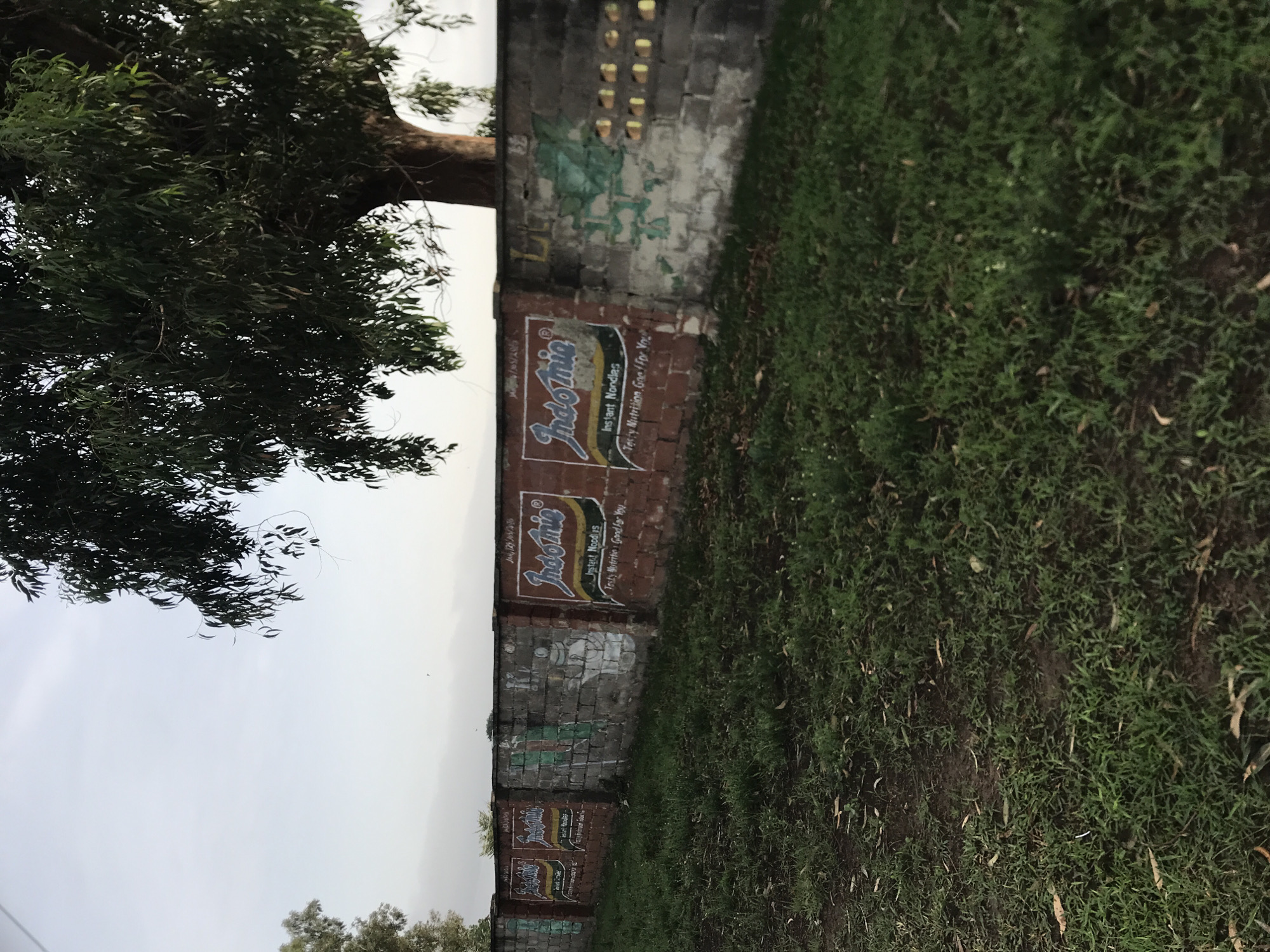 The image presents an outdoor scene dominated by natural elements and a man-made wall under an overcast sky.
On the left side, a large tree with dense, dark green foliage fills a significant portion of the frame, with its trunk partially visible. The leaves appear slender and numerous.
Running horizontally across the middle ground is a rustic brick wall, which appears weathered and partially painted with faded green patterns or graffiti. Near the top of the wall, several small rectangular ventilation blocks are visible. The wall serves as a canvas for multiple hand-painted advertisements for "Indomie" instant noodles. The distinctive "Indomie" logo, in red and yellow, is prominently displayed, along with the phrases "Instant Noodles" and "Tasty Nutrition Good For You." One of the advertisements also includes the word "JUMBO."
To the right of the wall and in the foreground, there is an expanse of dark green grass, dotted with some dry leaves and patches of earth.
The sky, visible above the wall and through the tree branches, is a uniform light grey, indicating an overcast or cloudy day. The diffused lighting suggests either early morning or late afternoon.
The scene captures a static, commonplace outdoor environment, likely in Unguwar Saya, Nigeria, with local advertising on the wall providing a cultural context. No human activity is depicted.