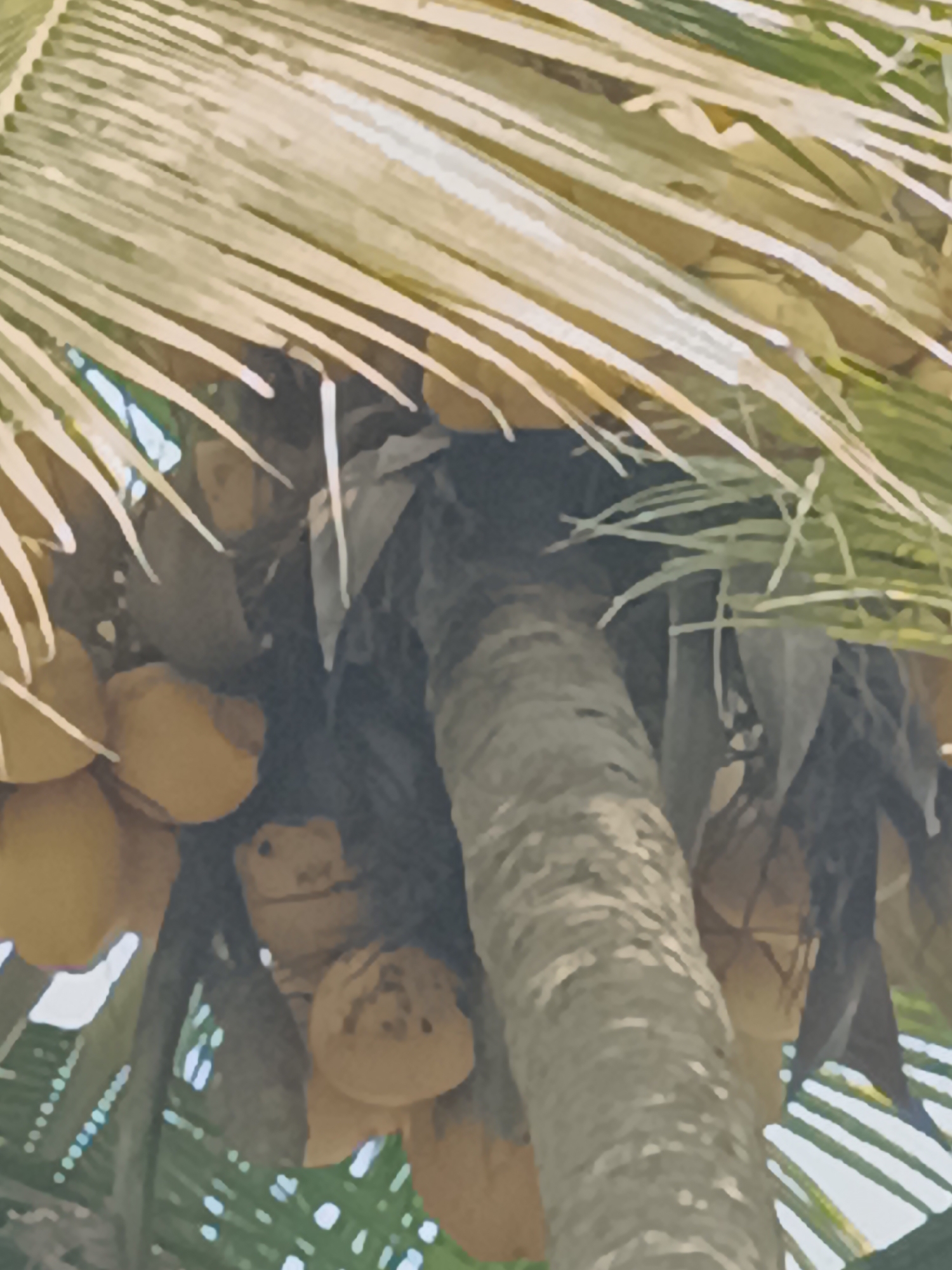 This is a close-up, low-angle, digital photograph of coconuts growing on a palm tree. The coconuts are a light yellow-brown color and are clustered together. They are partially obscured by the fronds of the palm tree, which are long and green. The trunk of the palm tree is visible in the center of the image, and it has a rough, textured surface. The background is a blur of green and white, suggesting foliage and possibly the sky. The image appears to be taken in a tropical or subtropical environment. There are no people or animals visible in the photograph. The location is identified as Jatitengah, Indonesia.