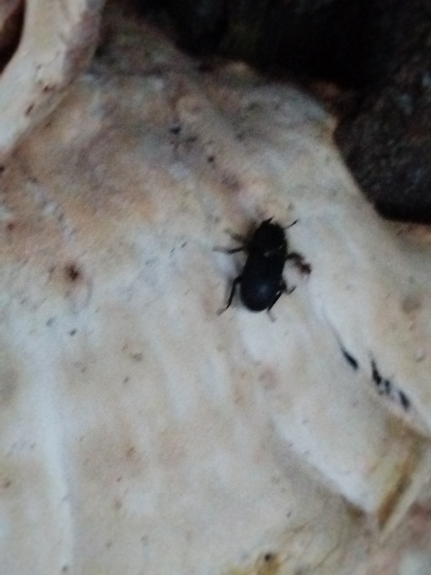 A close-up image captures a dark-colored insect, likely a beetle, resting on a textured, organic surface. The insect is predominantly black or very dark brown, appearing somewhat ovate in shape, with several legs visible extending from its body. Its hard exoskeleton seems to have a slight sheen.
The surface beneath the insect is irregular and rough, displaying various light shades of beige, cream, and pale brown, with darker specks and streaks scattered across it. This material appears to be natural, possibly dried wood, bark, or a decomposed plant fragment, suggesting an outdoor setting. The background is dark and out of focus, further emphasizing the insect and its immediate surroundings.
The lighting is soft and natural, contributing to the detailed visibility of the insect and the texture of the surface. There is no discernible activity other than the insect's presence. No text is visible in the image. The scene conveys a natural environment, fitting for the location of Ustyvytsia, Ukraine.