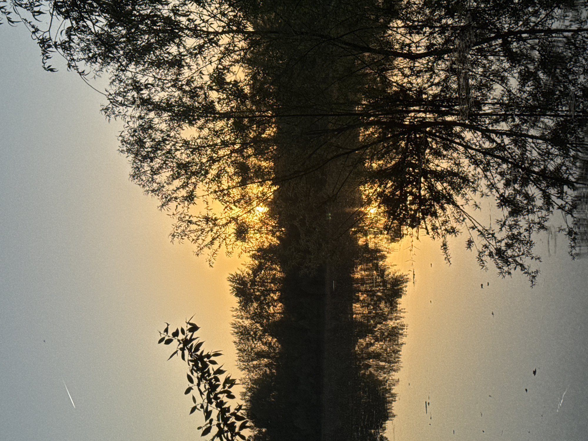 A serene scene showcases the reflection of trees in water. The composition is dominated by the dark silhouettes of tree branches and foliage against a backdrop of soft, diffused light, likely from a sunset or sunrise. The reflections create a symmetrical effect, blurring the line between the real trees and their mirrored images in the water's surface. There are details such as individual leaves and small branches visible, adding texture and intricacy to the image. In the lower left, there are twigs with small leaves that are in the foreground, standing out against the overall scene. There are also vertical lines across the surface, likely caused by movement on the water. The image is likely taken at Chaikovsky, Russia.