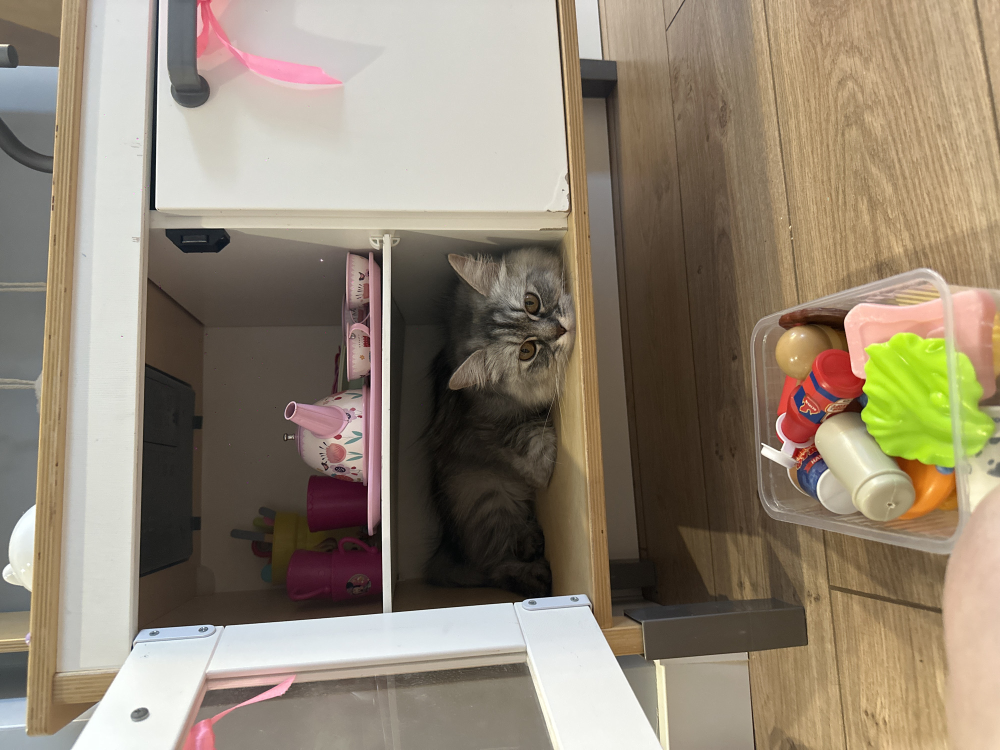 A gray and white striped cat is inside a white cabinet with its head tilted. The cabinet is filled with toy items. A container of toy food is on the floor next to the cabinet. The location is unknown, the city of Chaikovsky, Russia, is not confirmed.
