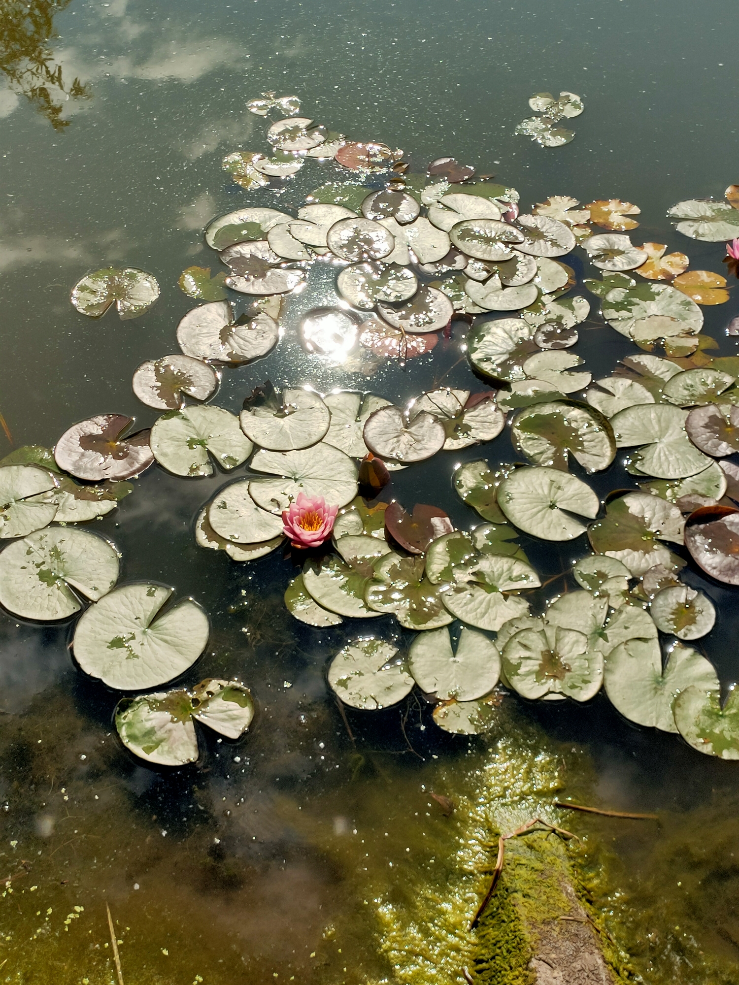 The image depicts a close-up, high-angle view of a pond filled with lily pads. A single pink water lily is in bloom, positioned slightly off-center to the left. The water is dark and reflects the sky, with visible sunlight glinting off its surface. The pond also contains patches of green algae and a moss-covered log submerged at the bottom right. The scene is likely located in Nosivka, Ukraine.