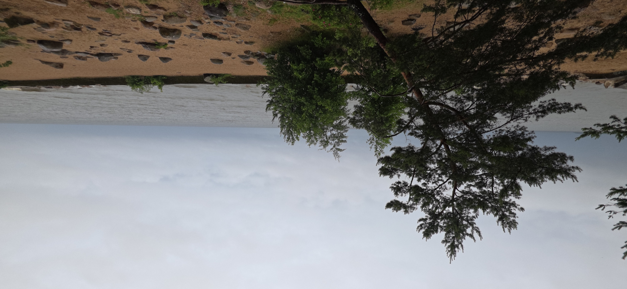 A panoramic, eye-level, outdoor shot depicts a sandy beach bordering a body of water under an overcast sky. In the foreground, a large, dark green pine tree with sparse branches extends from the left side of the frame, its trunk leaning towards the right. Several other green trees and bushes are scattered across the sandy terrain. The beach is covered with light brown sand and numerous gray and brown rocks of various sizes. A low, dark wall runs along the edge of the water, with patches of green vegetation growing on it and in front of it. The water is a muted gray-blue, with small ripples on its surface. The sky is a uniform pale gray, with no visible sun or distinct cloud formations. The scene is devoid of any human presence or activity.