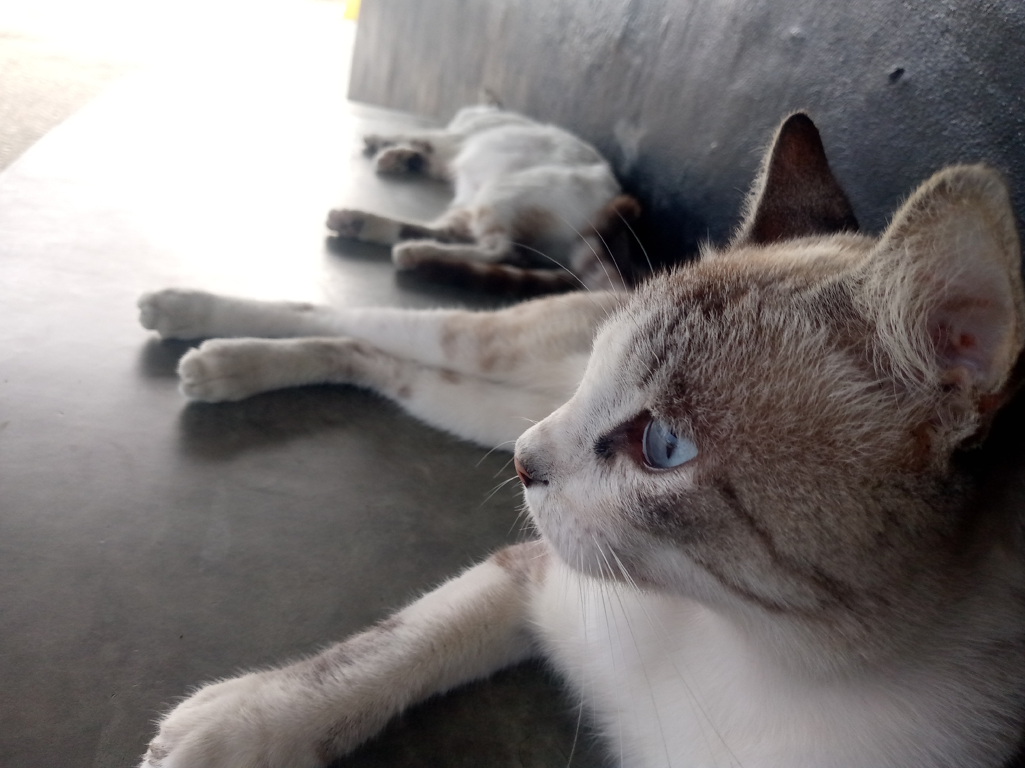 Two cats are lying on a gray surface. One cat, in the foreground, is partially visible, lying with its front paws outstretched and head facing to the right. It has blue eyes, and its fur is a mix of gray and white. The other cat is lying farther back, fully stretched out and facing upwards, with a light-colored belly. Both cats appear to be resting or sleeping. The surface they are lying on is against a dark gray wall. The location is the city of Las Guevaras, Venezuela.
