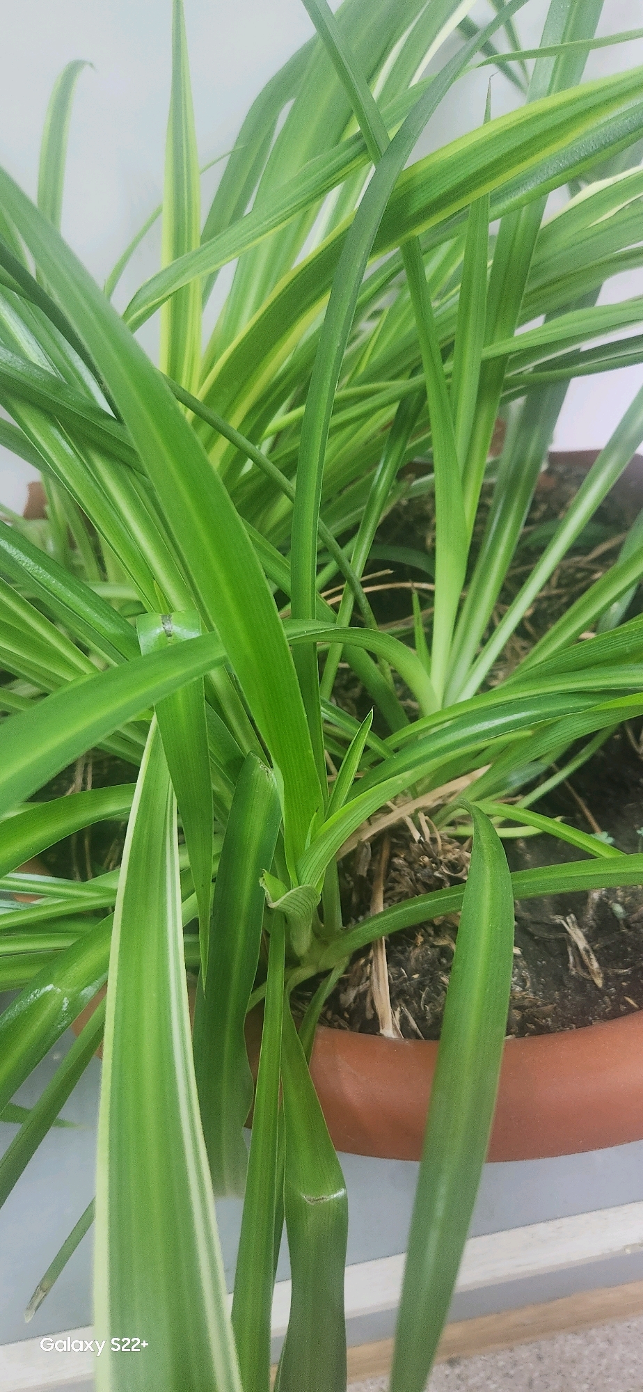 The image shows a close-up view of a spider plant (Chlorophytum comosum) in a terracotta pot. The plant has long, arching green leaves, some with variegated white or yellow stripes. The leaves are dense and overlapping, filling most of the frame. The soil in the pot is dark and appears somewhat dry, with some visible organic matter. The background is a light, neutral color, possibly a wall, and a wooden surface is visible at the bottom. There are no people or animals present in the image. The image was taken in Nyurba, Russia.