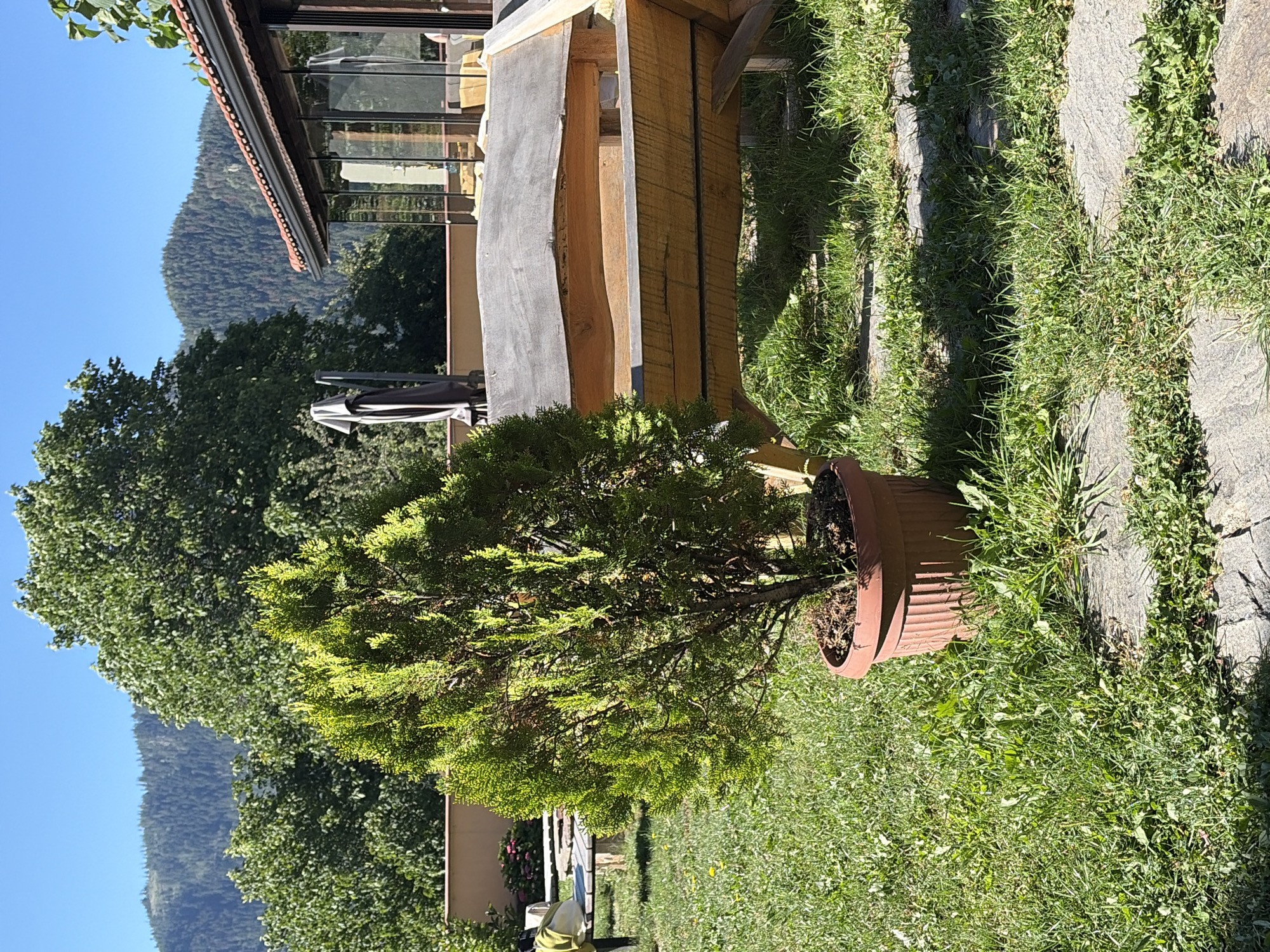 The image depicts a sunlit outdoor scene with a potted evergreen tree in the foreground, positioned on a grassy area with stone pathways. Behind the tree, a rustic wooden bench with a dark, weathered top is visible. To the right, a building with a tiled roof and large glass windows suggests an establishment like a cafe or restaurant. In the background, lush green trees and forested mountains under a clear blue sky frame the landscape. The overall impression is one of a serene, natural setting, possibly a garden or courtyard area in the vicinity of Smolyan, Bulgaria, given the mountainous backdrop and prevalent vegetation. No people are clearly visible in the frame.