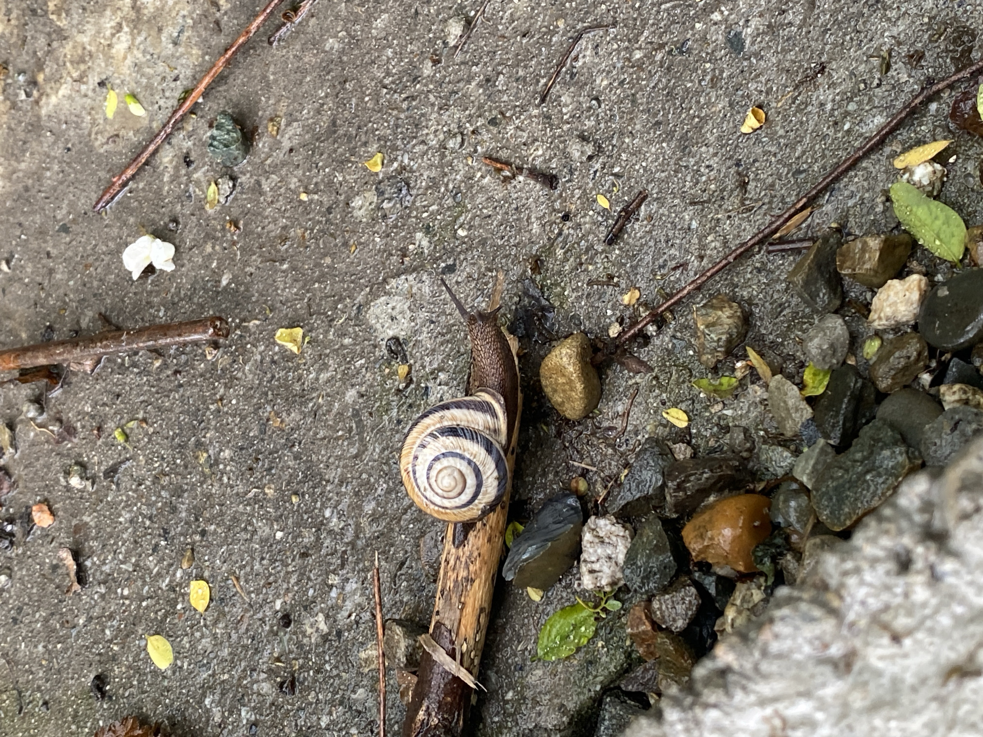 The image depicts a snail with a striped shell crawling on a small twig or branch on a concrete surface. Small rocks, leaves, and other debris surround the snail and the twig. The concrete appears damp, suggesting recent moisture. The location, Sochi, Russia, is not visually discernible within the image. There are no people visible.