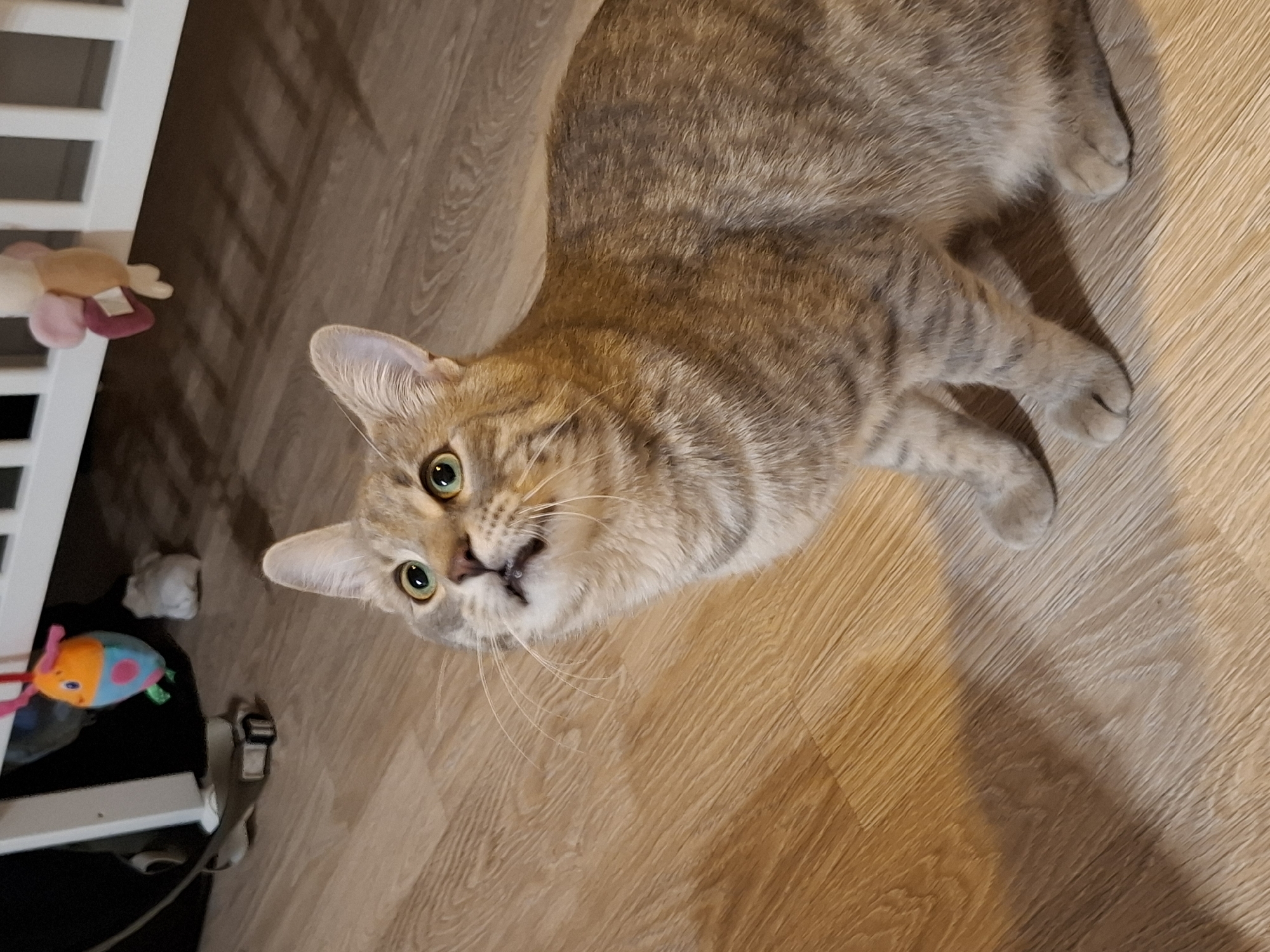 A tabby cat with green eyes is looking upwards from a wooden floor. The cat is mostly in focus, with its head and upper body visible. In the background, out of focus, is the base of a white crib or playpen with some hanging toys. There is also a dark object, possibly a bag or backpack, near the crib. The lighting suggests an indoor setting. The location of Zemun Urban Municipality, Serbia, is not discernible from the image.