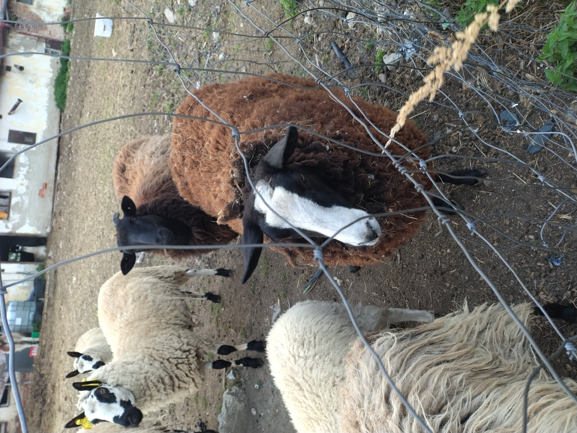 The image depicts a group of sheep in an outdoor enclosure, likely a farm or rural area. The ground is covered with dirt and sparse vegetation. A wire fence runs across the foreground, partially obscuring the sheep.
In the foreground, a sheep with brown wool and a black head with a white face marking is visible, looking towards the camera. Behind it, another sheep with light-colored wool and black markings on its face is also present. Further back, a sheep with dark brown wool is visible, and in the background, more sheep with lighter wool are seen. The setting appears to be in Dobev, Czechia, given the context provided, suggesting a rural agricultural scene. The overall atmosphere is natural and unposed, capturing a moment with farm animals.