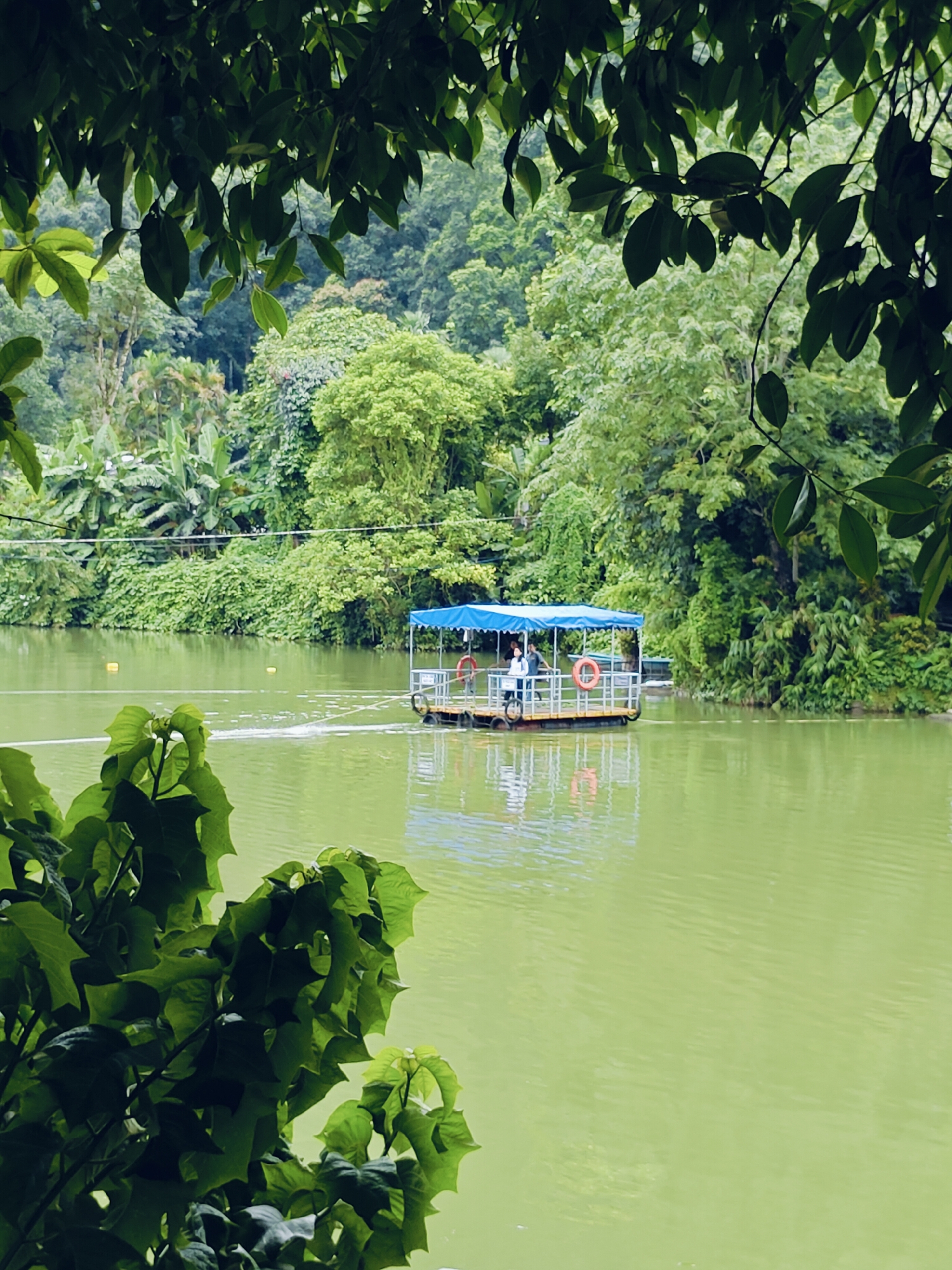A flat-bottomed boat with a blue canopy travels across a calm, greenish body of water. The boat is rectangular and appears to be made of pontoons. There are two figures visible on the boat, one standing near the front and another further back. The boat is moving away from the viewer, leaving a slight wake. The water is surrounded by lush, dense green vegetation, including trees and plants, indicative of a tropical or subtropical environment. The foliage forms a thick backdrop, with some leaves in the foreground obscuring parts of the scene. The scene suggests a natural park or a serene recreational area, possibly a lake within a larger natural setting. This image does not contain any identifiable elements that would place it specifically in Pokhara, Nepal.