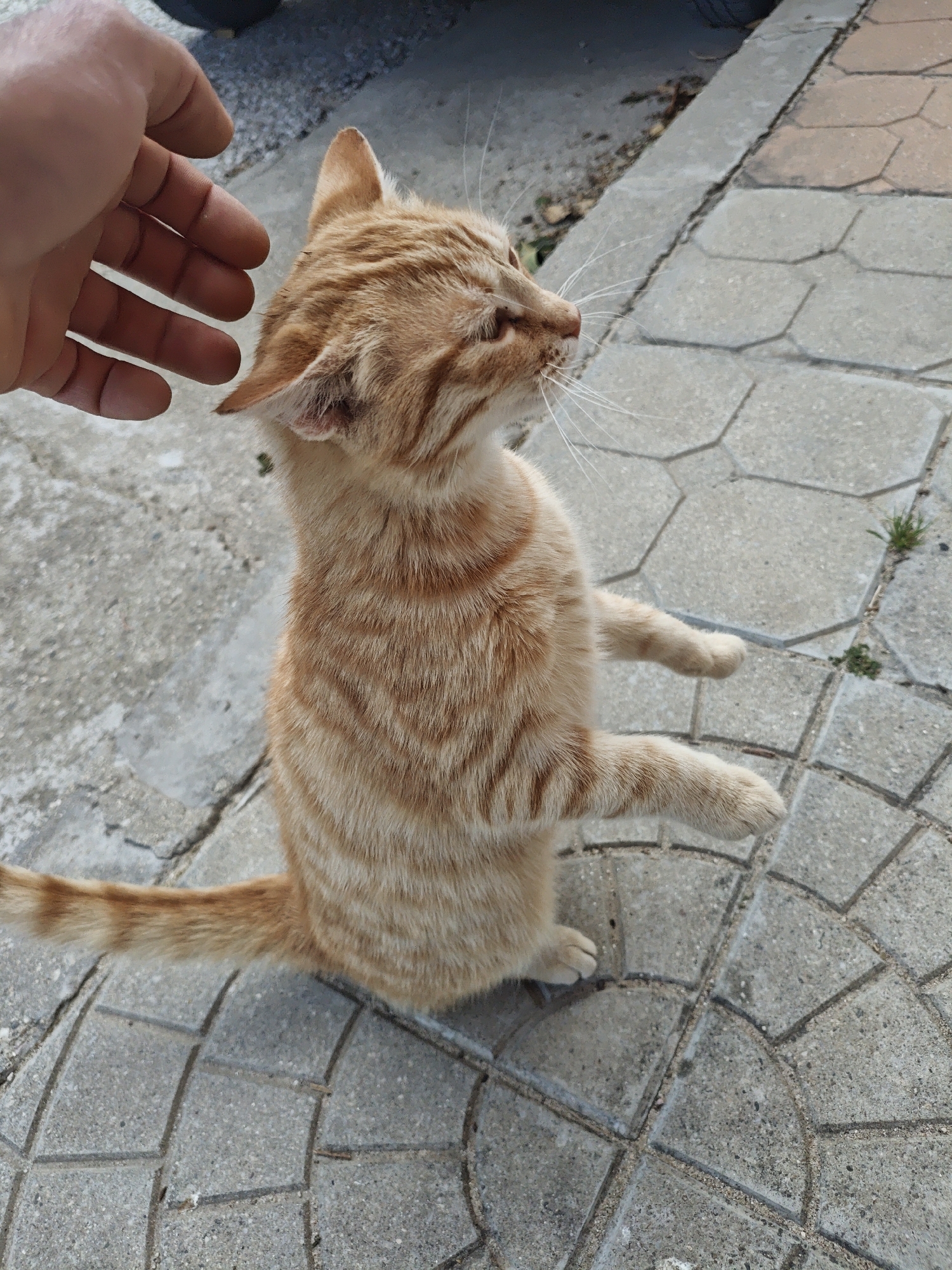An orange tabby cat stands on its hind legs on a paved surface, reaching upwards. A human hand hovers near its head, possibly petting it. The paving stones are arranged in a circular pattern. The scene is outdoors, possibly in Kulata, Bulgaria. A tire is visible in the background.