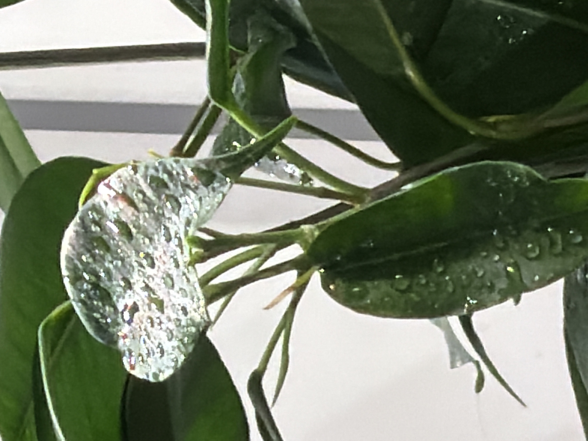 A close-up shot focuses on a vibrant green plant with water droplets clinging to its leaves. The plant is indoors, given the presence of a white, possibly artificial, light source in the background. The leaves are smooth and oval-shaped, with some exhibiting a glossy sheen due to the water. The stems are thin and green, supporting the leaves. There is no evidence to indicate that this image was taken in Pervomaysky, Russia. There are no people visible in the image.