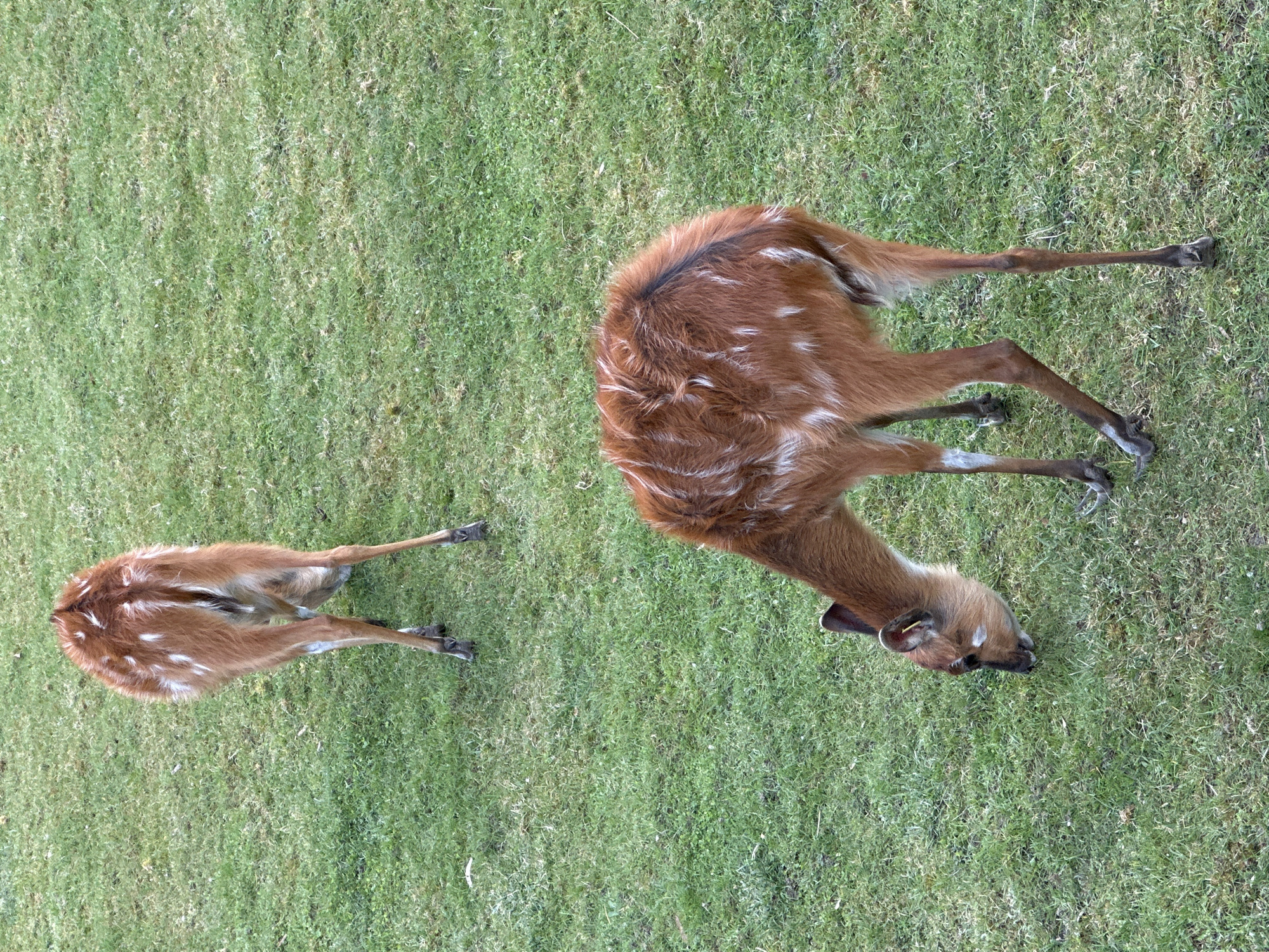 Two sitatunga antelopes graze on a grassy lawn. The location is possibly the Wrocław Zoo in Wrocław, Poland, given the presence of such animals. The sitatungas have brown fur with white stripes. One is larger, presumably an adult, while the other is smaller, likely a juvenile. The grass is green and well-maintained. The antelopes are oriented in different directions, both with their heads down feeding.